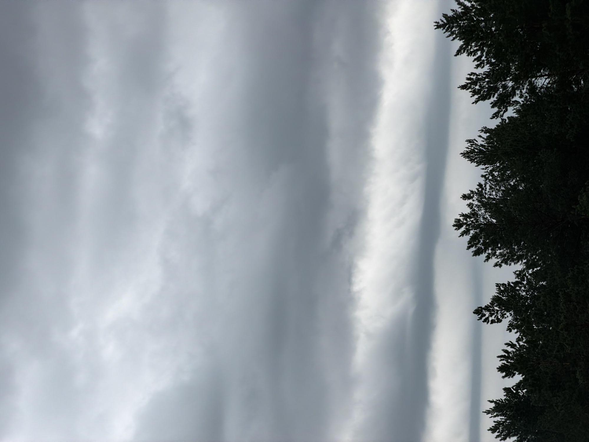 The image depicts a cloudy sky above a silhouette of dark green coniferous trees, likely pine or fir, against a muted grey sky. The clouds are layered and appear heavy, suggesting an overcast or potentially rainy day. The tops of the trees form a jagged, uneven line across the bottom third of the frame. The scene is devoid of any human presence or man-made structures, presenting a natural, unpopulated landscape. The location is identified as Tsiolkovsky, Russia.