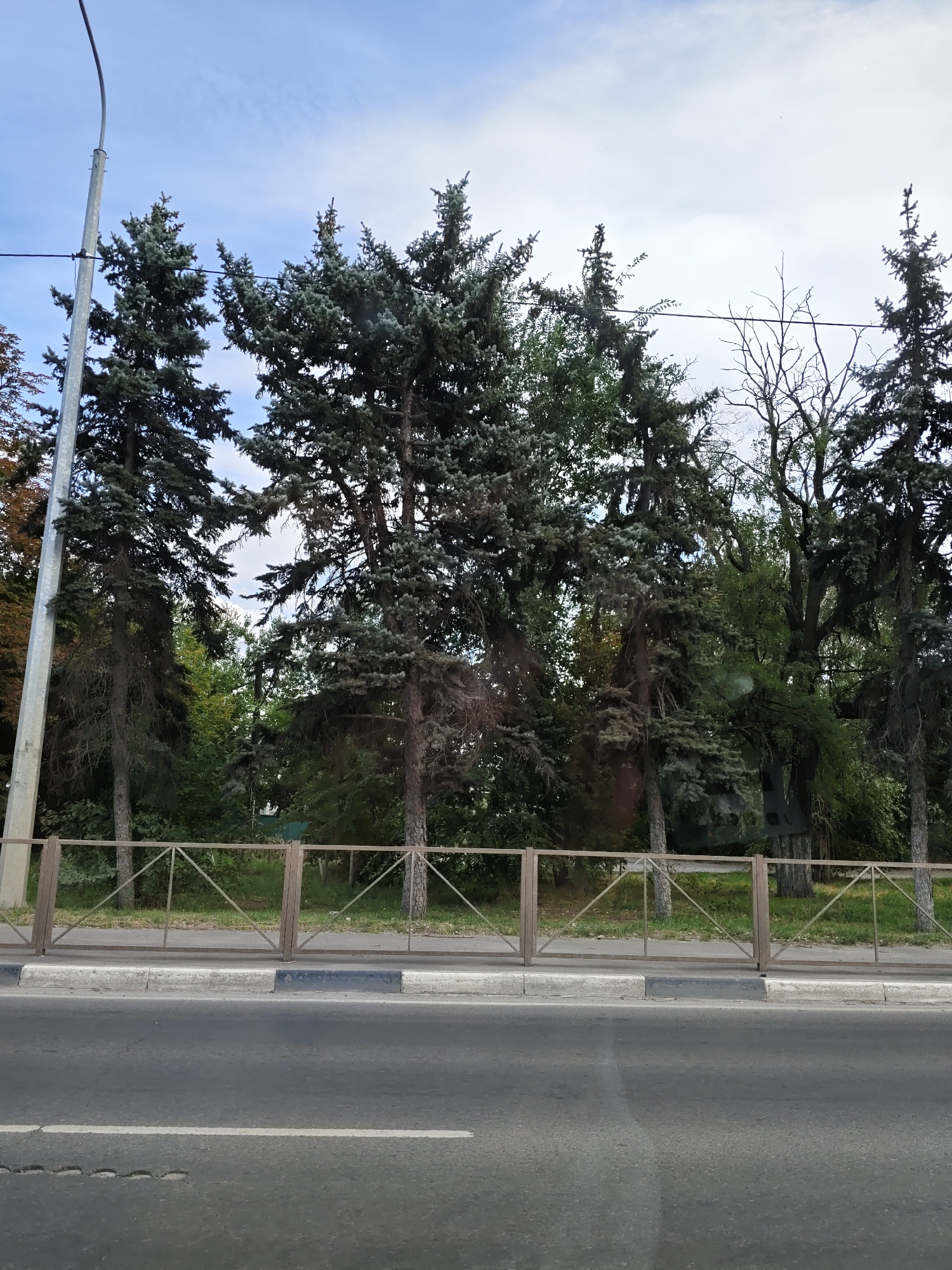 A street view captures a row of tall evergreen trees, primarily spruces, with some deciduous trees interspersed, lining a sidewalk and a metal fence. The fence, constructed of horizontal bars and diagonal supports, runs along the edge of the sidewalk. A paved road with a white line marking a lane occupies the foreground. A street lamp is visible to the left, and a light pole with cables is also present. The sky above is partly cloudy. The scene appears to be in the city of Novocherkassk, Russia, likely on a street with mature trees. There are no people or vehicles visible in the image.