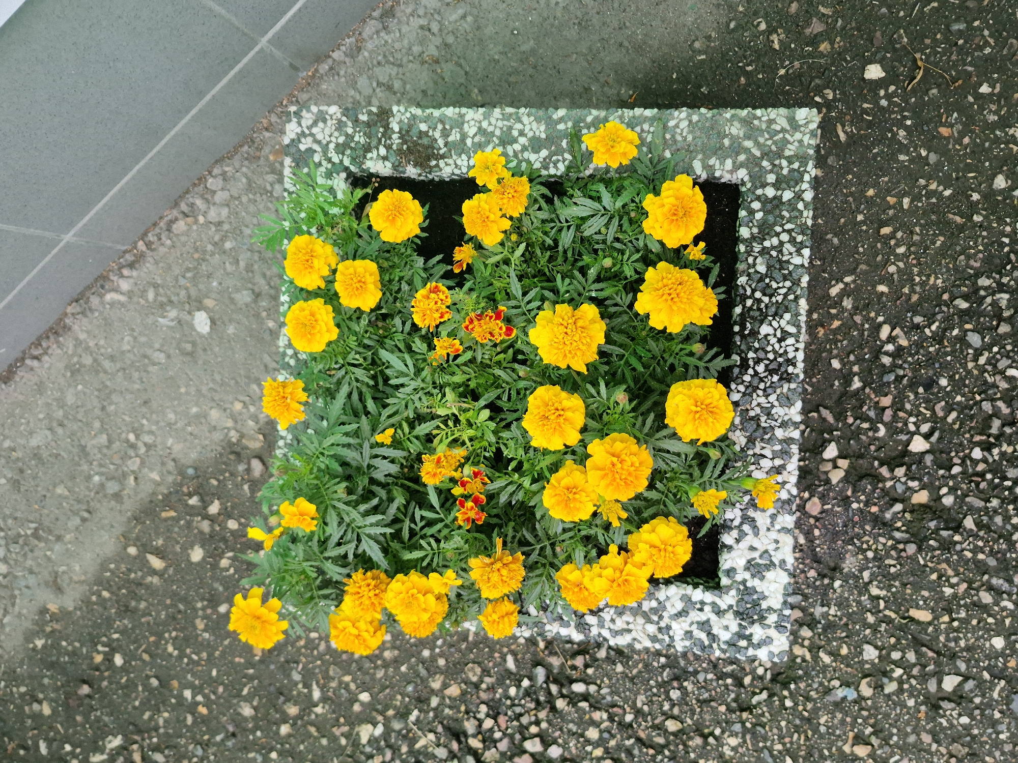 A high-angle, full shot shows a square planter box filled with marigolds situated on a grey asphalt surface. The planter box is made of a rough, speckled concrete material with white and grey pebbles. The marigolds are predominantly bright yellow, with a few smaller red and yellow flowers interspersed among them. The asphalt surrounding the planter is textured with small stones and gravel, and to the right of the planter is a light grey tiled wall.