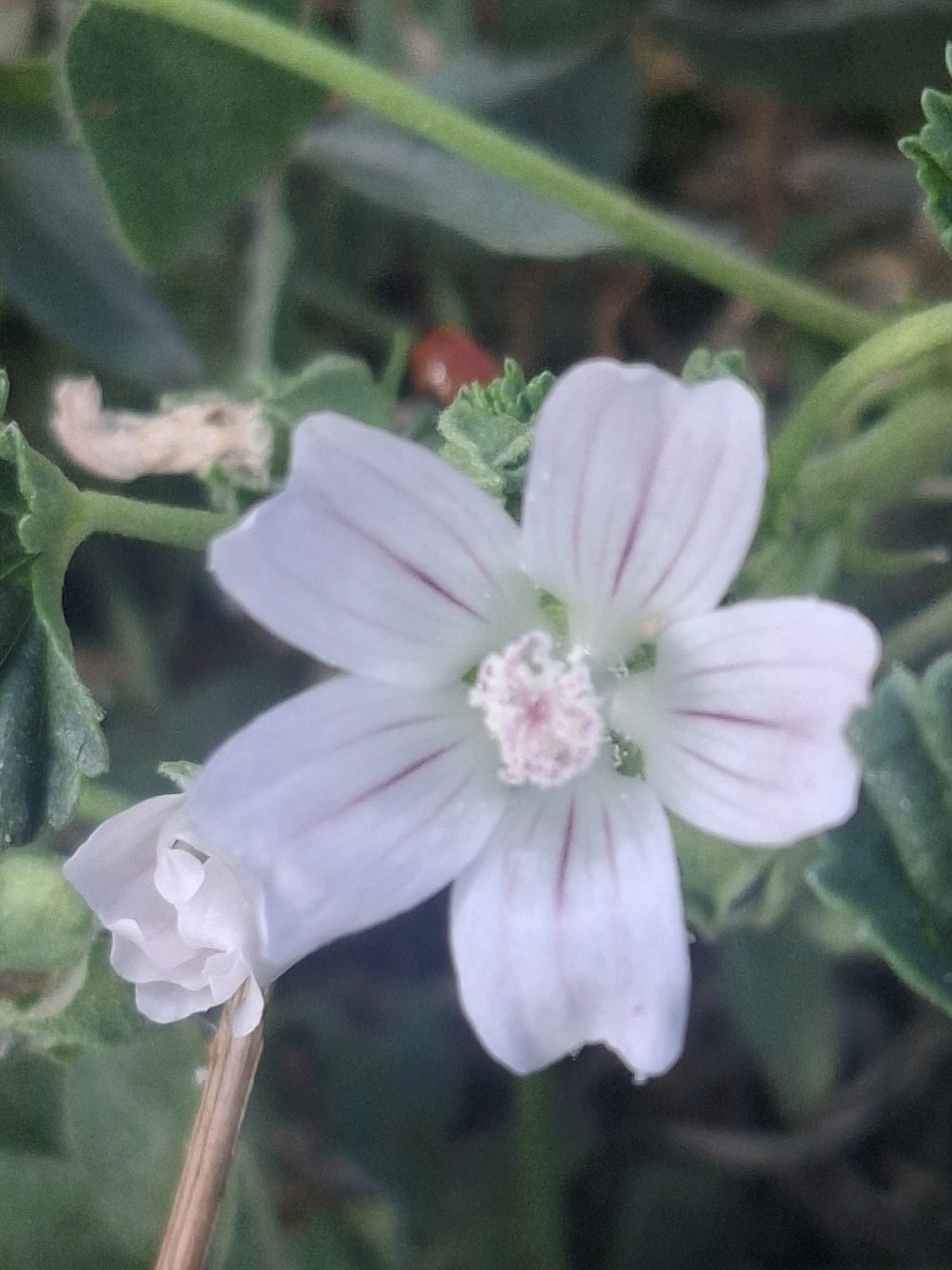 A close-up shot of a delicate white flower with thin pink stripes on its petals is captured in Almaty, Kazakhstan. The flower is in focus, revealing its intricate details. The center of the flower has a cluster of pink stamens. The background is softly blurred, showing green foliage and a hint of a reddish-brown object, possibly a ladybug or berry. The lighting suggests it is daytime, with a natural, diffused light illuminating the scene. The overall impression is one of natural beauty and tranquility.