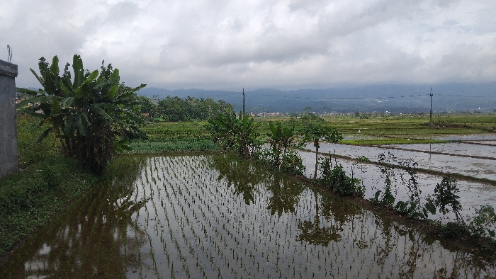 The image presents a wide view of a rural landscape, likely an agricultural area, in Panjalu, Indonesia. The foreground and mid-ground are dominated by expansive rice paddies, which are flooded with water and clearly show neat rows of young, green rice plants. The still water beautifully reflects the cloudy sky above and the surrounding vegetation, creating a striking mirrored effect.
On the left, a dense cluster of banana trees with broad, somewhat tattered leaves stands tall, partially framing a grey concrete structure on the far left edge. The bank leading down to the paddies is covered in thick, green undergrowth. Further into the scene, additional banana plants and various green bushes and shrubs line the narrow dividers between the flooded fields.
In the mid-distance, the green agricultural fields stretch out, interspersed with small patches of darker trees. A slender utility pole with power lines is visible, rising from the landscape. Beyond the cultivated areas, a small collection of buildings, possibly a village, can be discerned. The background features several layers of distant mountains or hills, appearing muted and hazy under a heavily overcast sky. The sky is entirely covered with thick, grey clouds, indicating a cloudy or potentially rainy day.
No people are visible in the scene, and no specific activities are explicitly depicted, but the newly planted rice suggests ongoing agricultural work. The overall impression is one of a serene, lush, and productive natural environment. There is no visible text in the image.