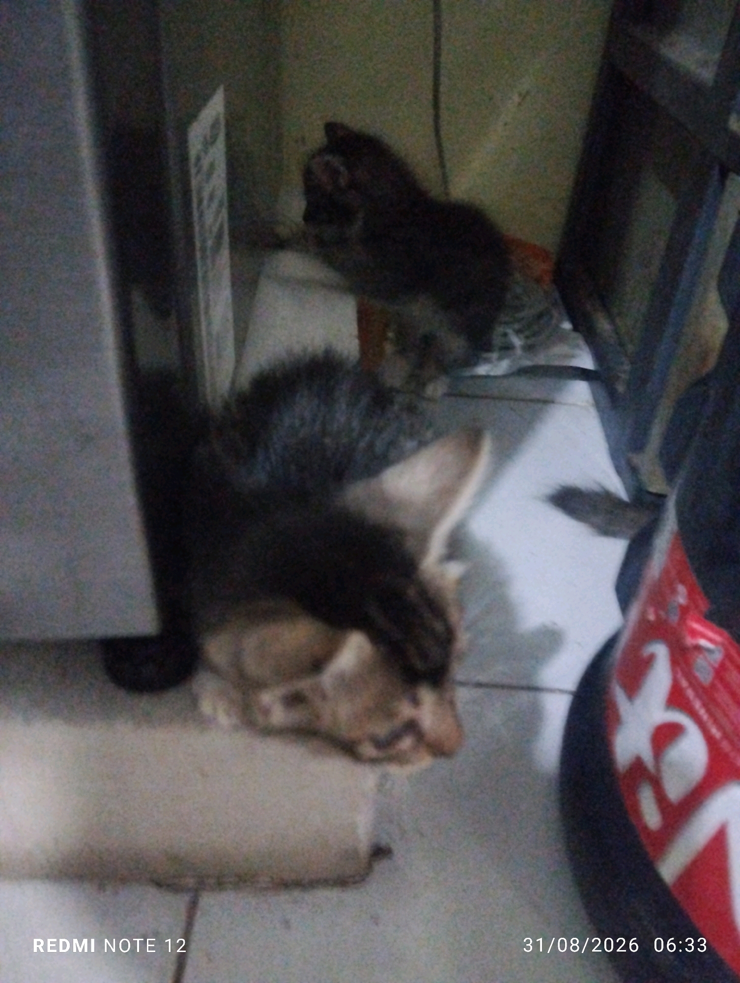 The image shows two cats in a room. One cat, mostly black with some gray and white markings, is in the foreground, lying on its side and looking towards the right. Its fur appears fluffy. Behind it, further back and slightly to the right, is another cat. This cat is darker, appearing mostly black or dark brown, with some tabby markings visible on its hindquarters. It is positioned sitting or partially lying down. The cats are on a tiled floor. To the left of the cats is a large, gray, rectangular object, possibly a refrigerator or cabinet. A vertical, white object with black text is attached to this object. In the background, the wall is textured and a dark, possibly metal, structure is visible on the right. A red and white patterned object is also partially visible on the far right, appearing to be a bag or container. The lighting in the room is dim. The timestamp "REDMI NOTE 12 31/08/2026 06:33" is visible in the bottom left and bottom right corners of the image. The scene is indoors, and there is no indication of the specific location within Bekasi, Indonesia.
