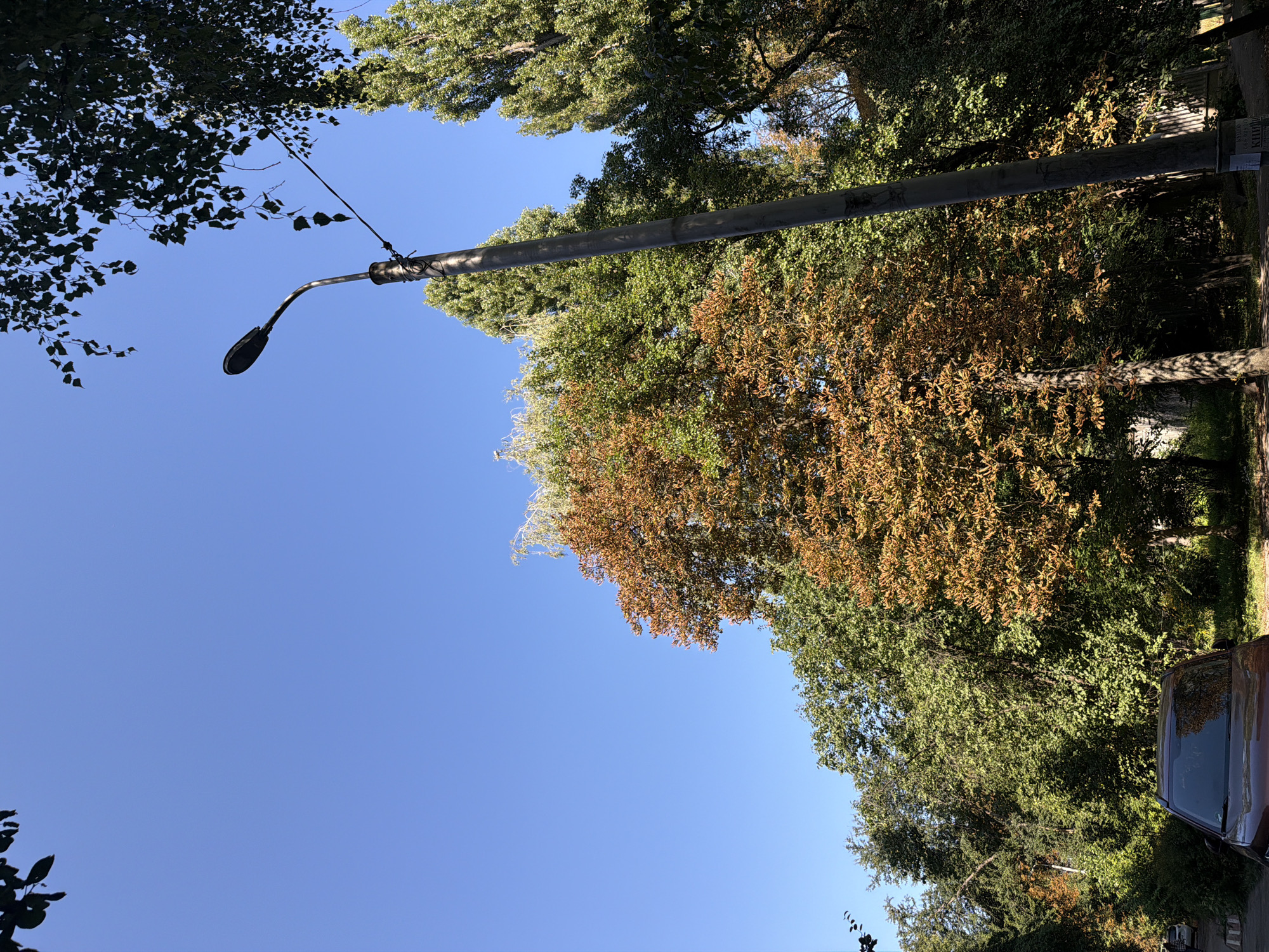 The image depicts a street scene in Kyiv, Ukraine, on a clear, sunny day. A tall, gray lamppost stands prominently in the foreground, angled slightly to the right. Above the lamppost, dark green leaves from an overhead tree partially obscure the bright blue sky. To the left of the lamppost, a deciduous tree with foliage in various shades of green and autumnal brown is visible. Behind the lamppost, a line of tall, slender trees with dense green foliage stretches upwards. Further to the right, another large tree with green leaves is present. In the lower left corner of the image, the hood and windshield of a dark-colored car are visible, parked on a paved surface. The scene is characterized by a blend of urban infrastructure and lush greenery, suggesting a park-like or residential street setting within the city.