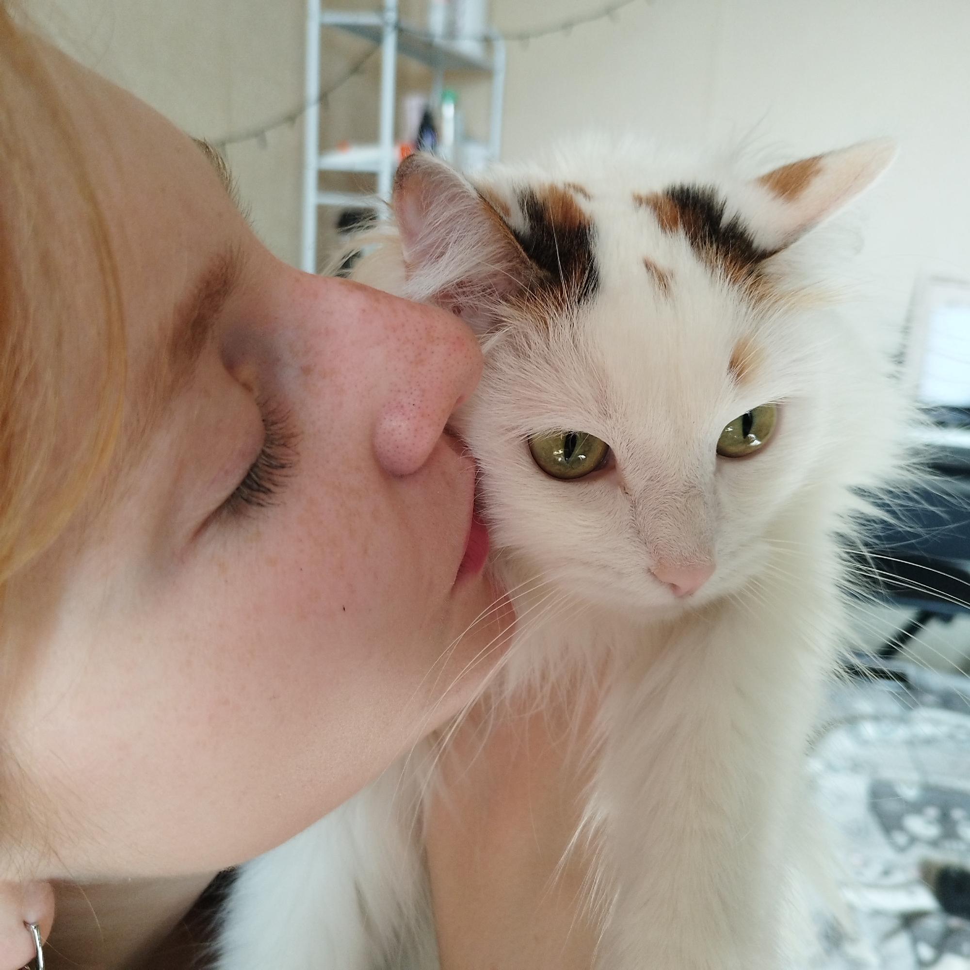 A close-up image captures an affectionate moment between a person and a cat indoors. On the left, the light-skinned person, with blonde hair and visible freckles on their cheek, is seen with their eyes closed, leaning in to kiss the white and calico cat. A silver hoop earring is partially visible on the person's left ear. The person's lips are pressed gently against the side of the cat's head/cheek area.
The cat, on the right, is a fluffy, long-haired feline with predominantly white fur and distinctive patches of black and brown/orange on its head and ears. Its large, striking green-amber eyes are open, looking slightly past the camera, and its pink nose is visible. The cat appears calm and relaxed, receiving the affection.
The background is softly blurred but reveals a light-colored wall and what appears to be a metal shelving unit, suggesting an indoor setting. The lighting is bright and even, indicating either daytime or a well-lit interior. The overall impression is one of tenderness and a strong bond between the person and their pet. There is no visible text in the image.