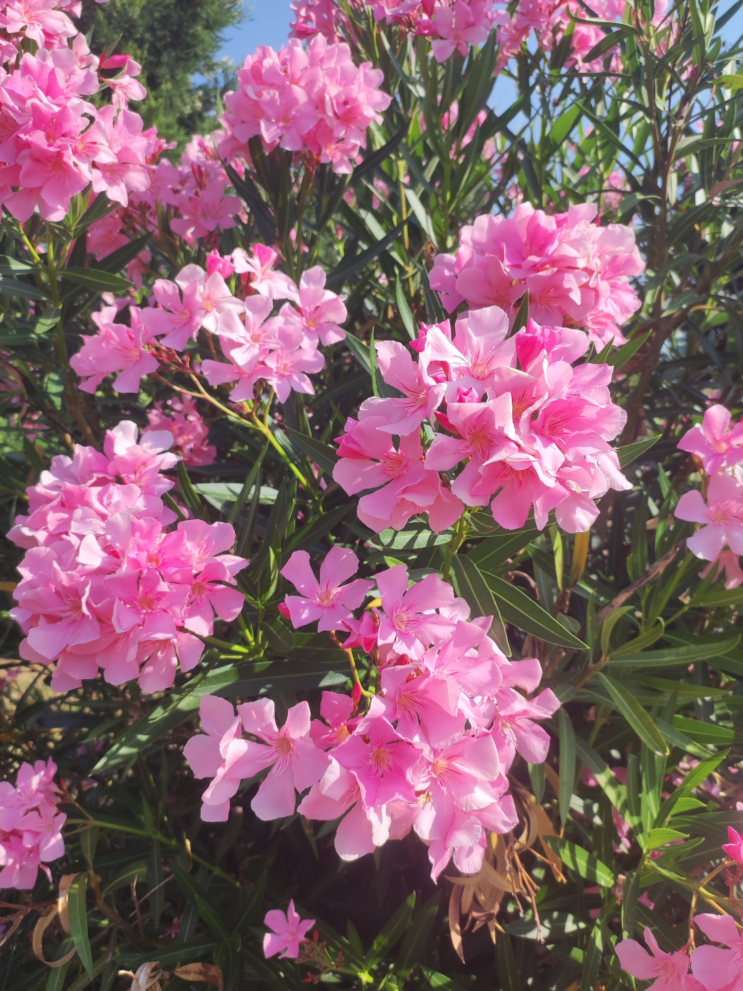 The image is a close-up, eye-level shot of a blooming oleander bush with vibrant pink flowers. The flowers are clustered together, with some individual blossoms clearly visible, showcasing their delicate petals and the green, lance-shaped leaves of the plant. The background is slightly blurred, revealing more of the bush and a hint of blue sky. The lighting suggests it is daytime, with sunlight illuminating the flowers and casting shadows. The scene appears to be outdoors, possibly in a garden or park, in Autillo de Campos, Spain, given the context. There are no people or animals present. The overall impression is one of natural beauty and vibrant color.
