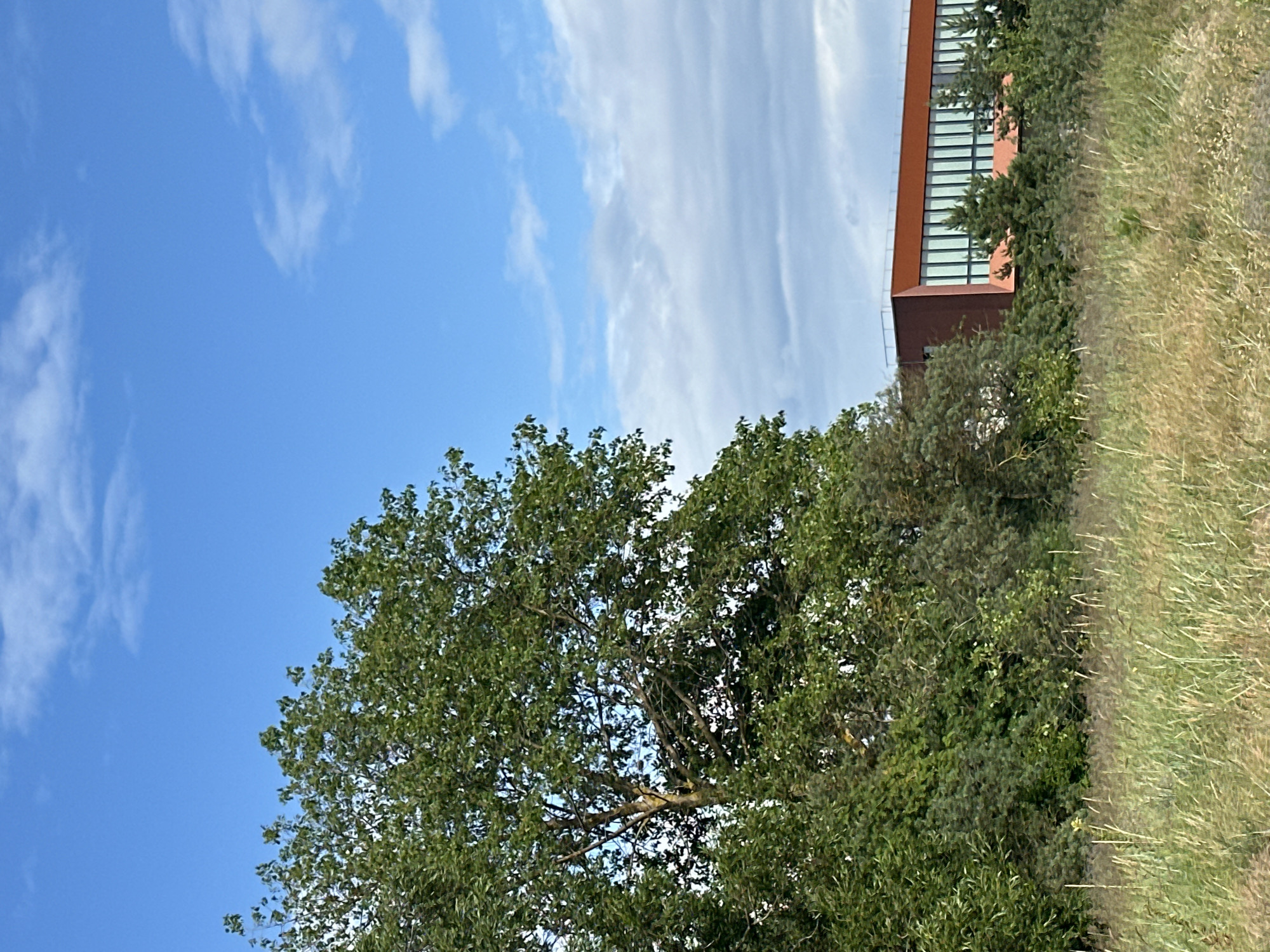 In Liepaja, Latvia, on a clear day with scattered clouds, a landscape unfolds featuring a prominent deciduous tree on the left, its branches laden with green leaves. To the right of the tree, a modern building with a distinctive rust-colored facade and large, reflective windows is visible, partially obscured by evergreen trees. The foreground is dominated by a field of tall, dry grass, suggesting a natural or semi-natural area within or on the outskirts of the city. The sky is a vibrant blue, with wispy white clouds drifting by. The scene captures a blend of nature and contemporary architecture.