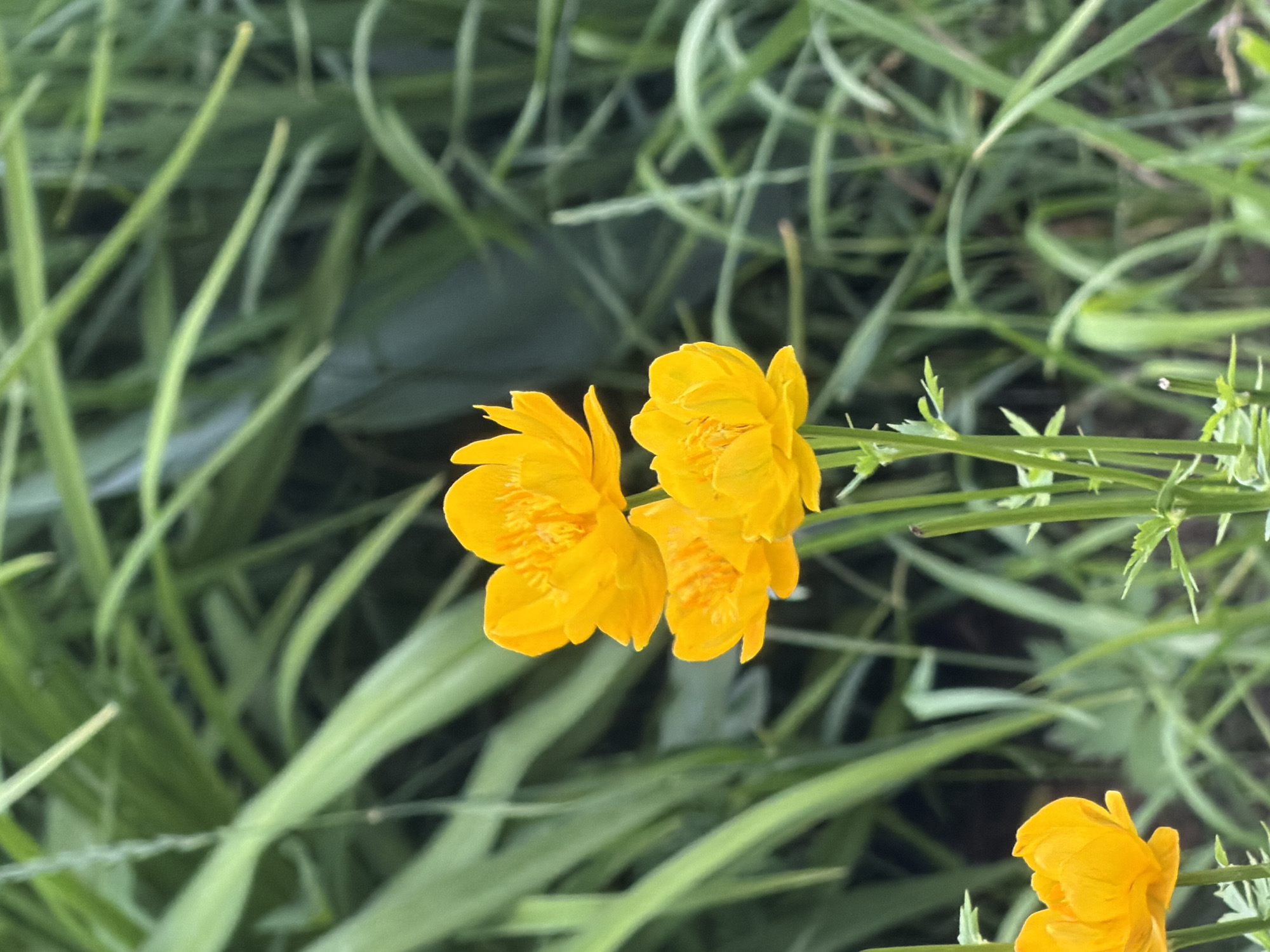 The image shows a close-up of three bright yellow flowers in a garden setting. The flowers are the main subject, with their petals fully open and appearing to be globe-shaped. They are attached to thin green stems with small leaves. In the background, lush green foliage creates a soft, blurred backdrop. The lighting suggests an outdoor environment, possibly during the daytime. There is no indication of any specific location within the city of Petukhi, Russia, nor are there any people or actions depicted. The focus is solely on the natural beauty of the flowers and their surrounding plant life.