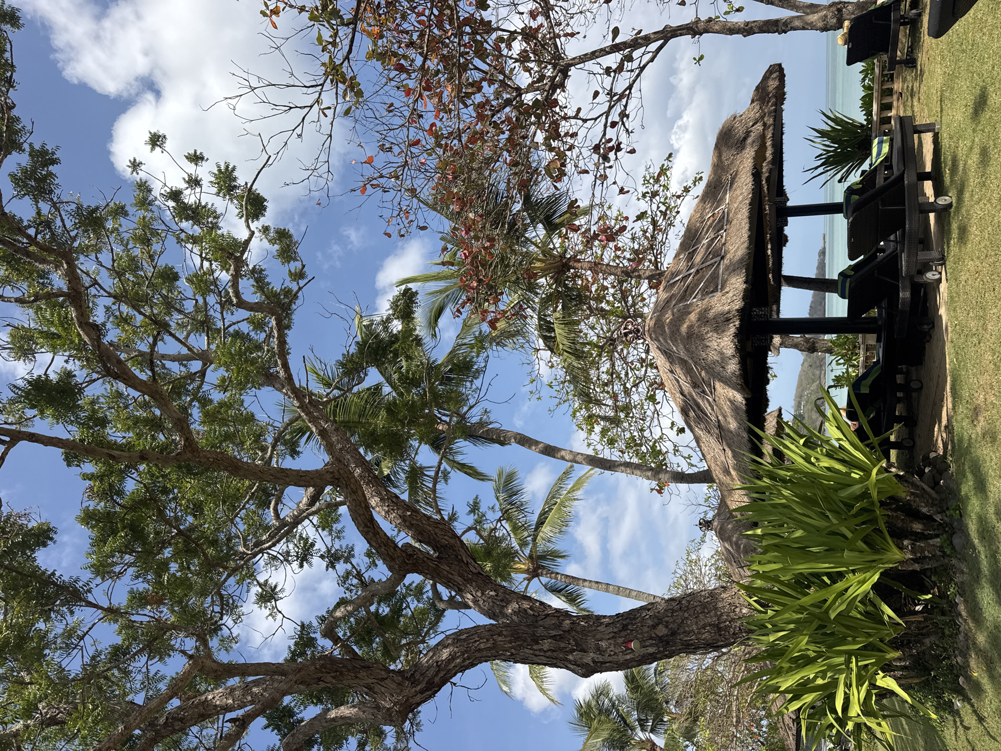 This image depicts a tropical outdoor scene at a resort in Kuta Selatan, Indonesia. In the foreground, a large, rough-barked tree stands to the left, its branches extending upwards and outwards, partially obscuring a bright blue sky with scattered white clouds. Beneath the tree and to the right, several thatched-roof umbrellas provide shade over empty lounge chairs. Lush green foliage, including large, sword-shaped leaves, grows around the base of the tree on the left. Palm trees with green fronds are visible behind the main tree and umbrellas, some reaching towards the sky. A brown-leafed tree with bare branches is seen to the right of the palm trees. In the background, a calm, turquoise body of water stretches to the horizon, meeting a hazy sky. A distant, low-lying island or landmass is visible on the left side of the horizon. The scene is set on a grassy area, suggesting a beachside or poolside setting. No people are visible in the image.