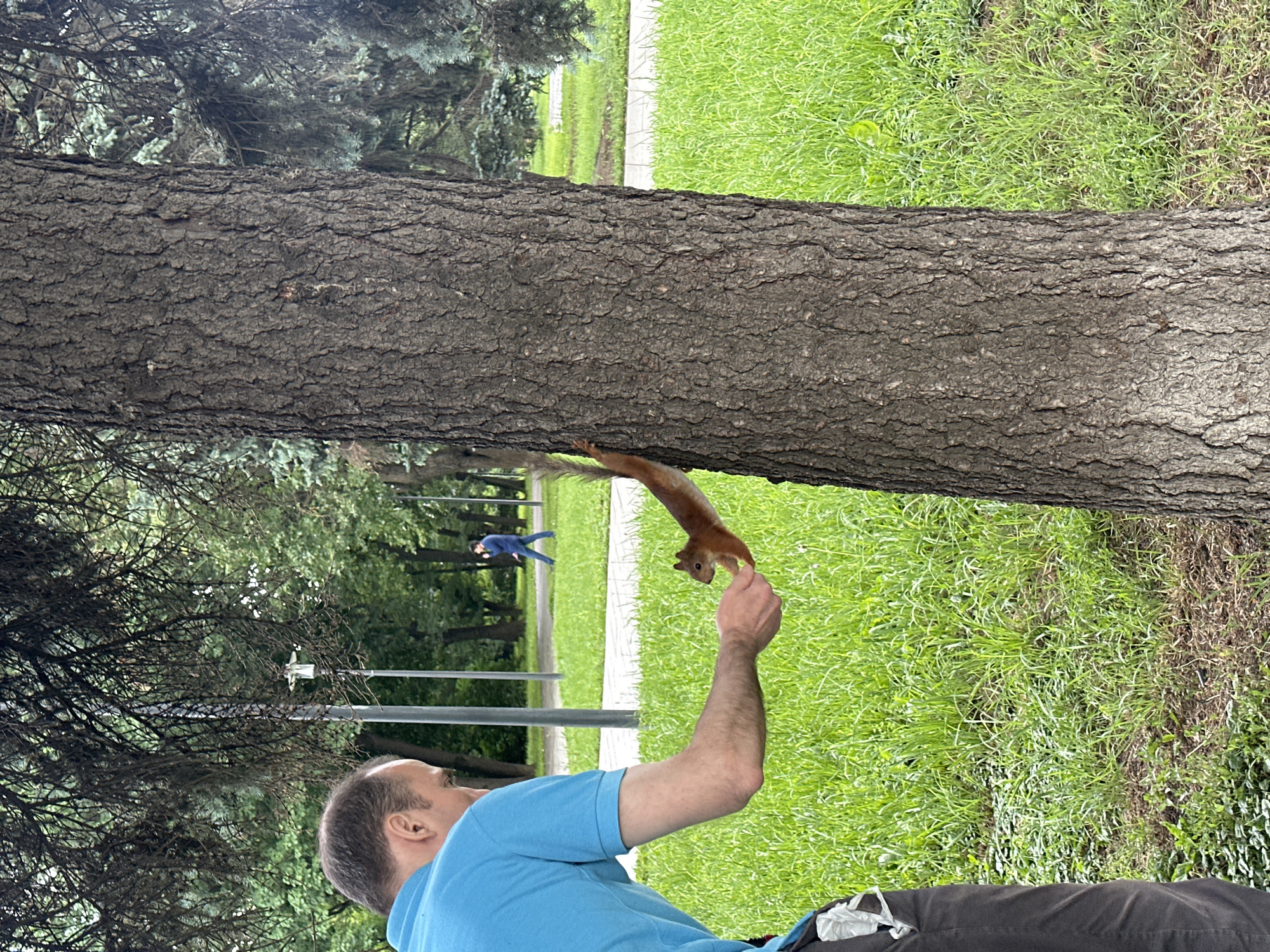 A man in a blue shirt is interacting with a squirrel in a park. The man is sitting or crouching down, facing away from the camera and towards a large tree trunk. A squirrel is perched on the tree trunk, extending its paw towards the man's hand, which appears to be offering it a treat. The background shows a lush green lawn, trees, and a paved path. In the distance, another person in a blue outfit can be seen walking. The scene suggests a moment of connection between a human and a wild animal, likely during a pleasant daytime in a park setting. The lighting indicates it's daytime, and the greenery suggests a warm season.
