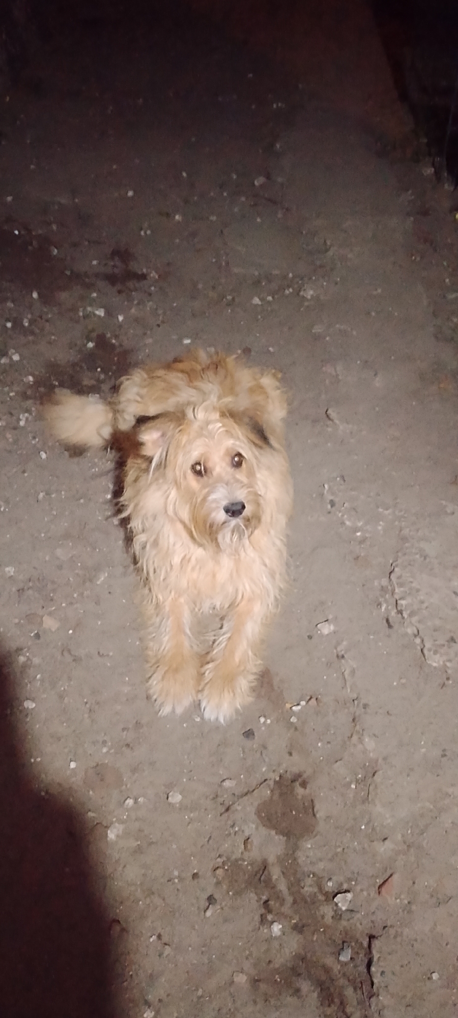 A shaggy, light brown dog with its tail curled over its back is standing on a dirt ground with small stones scattered across it. The dog is looking directly at the camera with its mouth slightly open. The ground appears to be outside, with a dark, out-of-focus background. It is unclear if the image was taken in Belgorod, Russia.