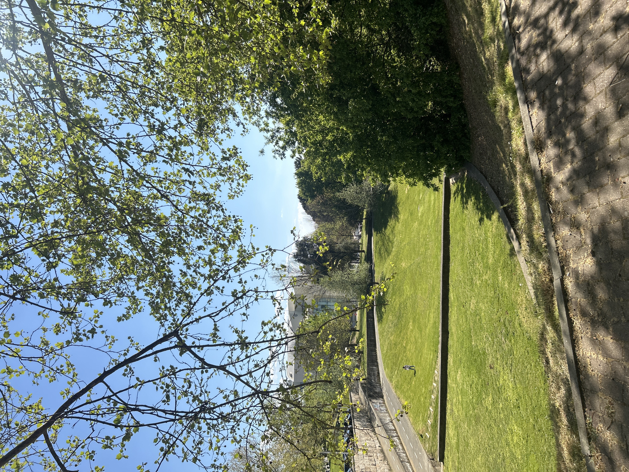 The image shows a view of a grassy park area, possibly in Vila Real, Portugal. In the foreground and on the left, there are tree branches with green leaves against a clear blue sky. A paved walkway runs along the edge of the park area, bordered by a low stone wall. The park features neatly maintained green lawns separated by concrete strips. In the background, there are trees, and a white building is visible. A figure is visible on the grass.