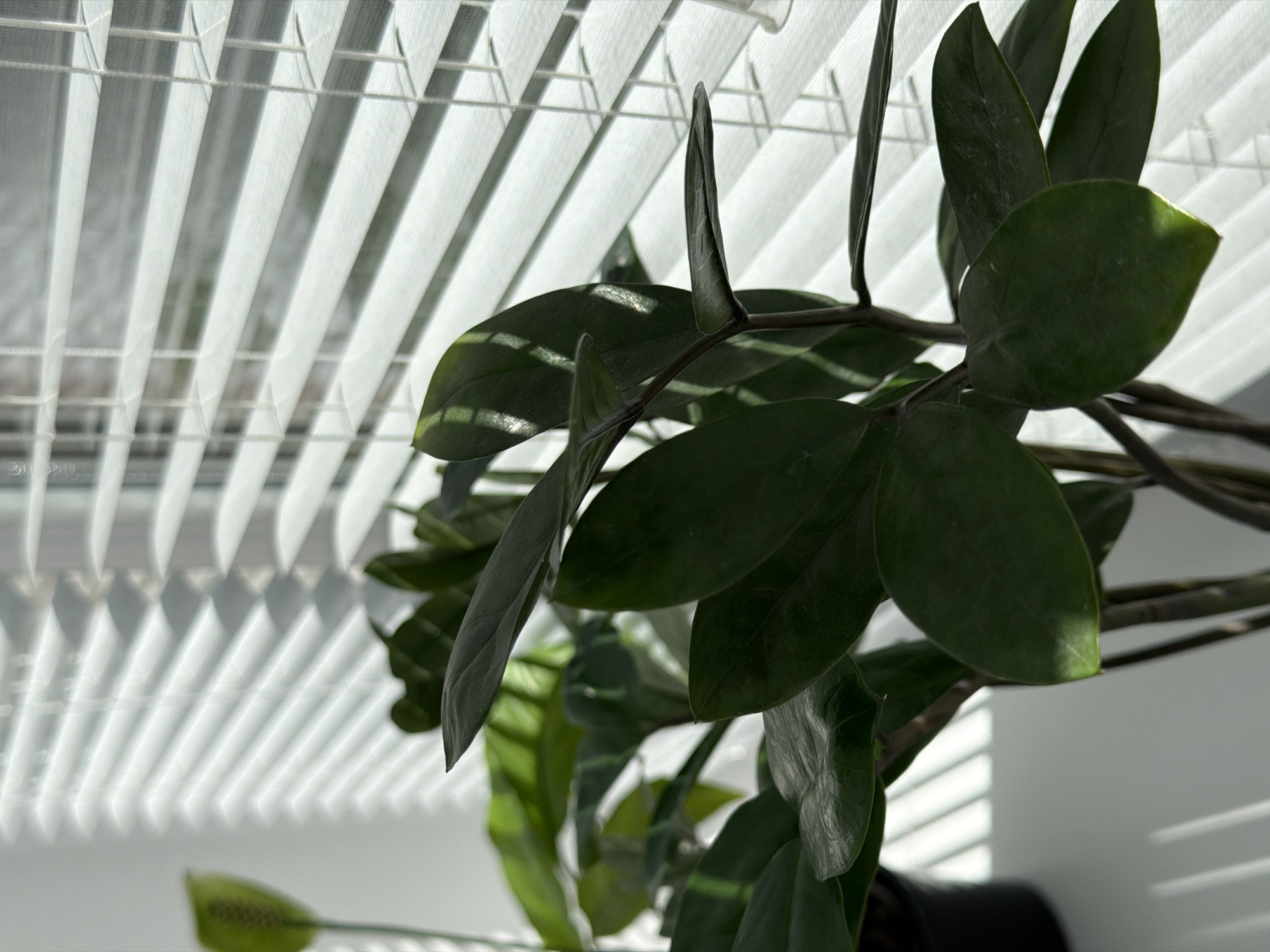 A close-up, eye-level shot captures a vibrant green plant, likely a Zamioculcas zamiifolia (ZZ plant), positioned indoors next to a window with white vertical blinds. The plant's dark, glossy, oval-shaped leaves and sturdy stems fill a significant portion of the foreground and midground. Sunlight streams through the window, casting distinct parallel shadows of the blinds onto the plant leaves and the light-colored wall below. Some leaves are brightly illuminated, showing variations in green, while others are in shadow. The light source appears strong, indicating a sunny day. The angle of the shadows suggests it could be morning or late afternoon. No specific activity is depicted other than the plant sitting by the window. There is no visible text. The overall scene conveys a calm, natural indoor environment. A dark pot is partially visible at the bottom right, holding the plant.