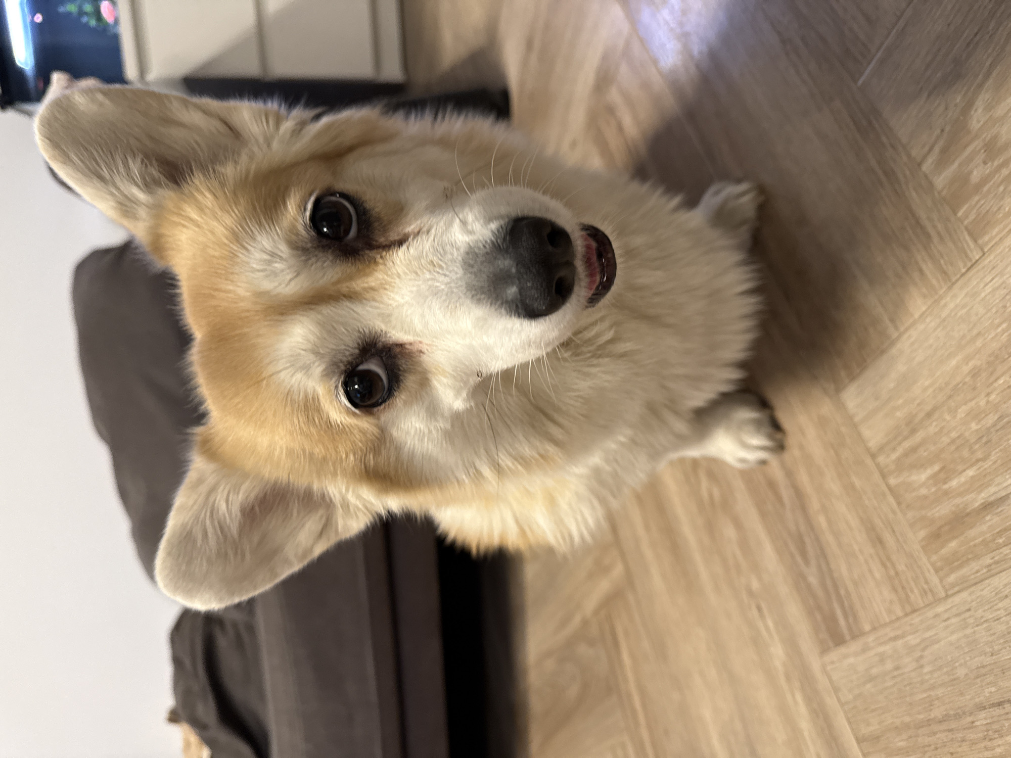 A close-up, high-angle shot features a corgi dog with light brown and white fur. The dog is sitting on a light brown, wooden floor. The dog is looking upwards with a slight head tilt. Part of a dark grey sofa is visible in the background. The background appears to be an interior room. The image was likely taken indoors. There is no information to determine whether the image was taken in the city of Krasnoyarsk, Russia.