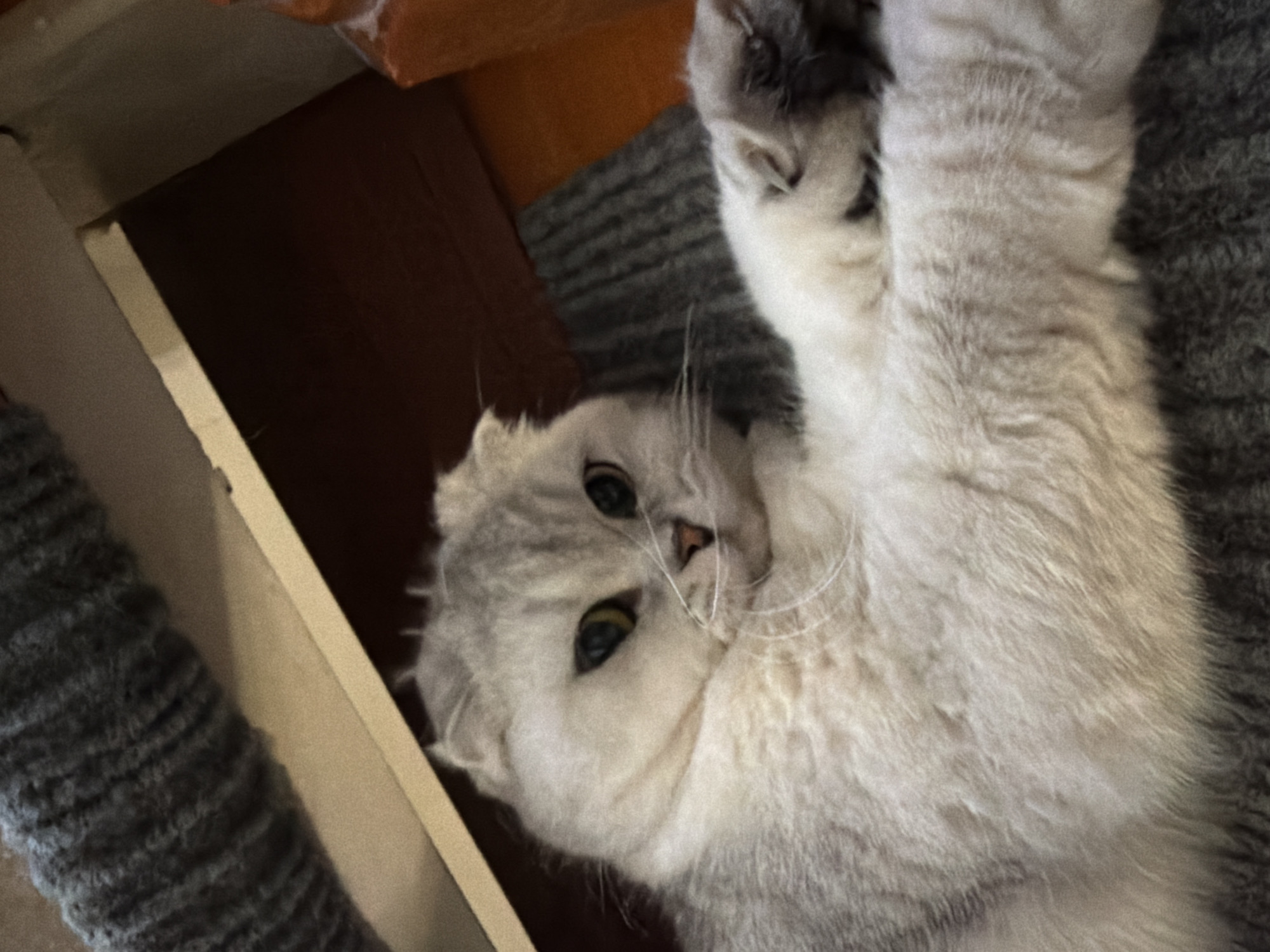 An extremely fluffy, light grey Scottish Fold cat is lying on its back on a dark grey, textured surface, possibly a blanket or rug. The cat's eyes are open and directed towards the camera, with a slightly bewildered or curious expression. Its ears are folded forward, a characteristic trait of the breed. The cat's front paws are extended upwards and outwards, revealing the undersides, one of which is visible in the lower right of the frame. The cat's fur is very soft and appears to be light grey with subtle darker grey tabby markings, particularly visible on its head and body. The background is out of focus but suggests an indoor environment with wooden furniture. The lighting is warm and appears to be artificial, casting soft shadows. There is no indication of the cat's location in Rome, Italy.