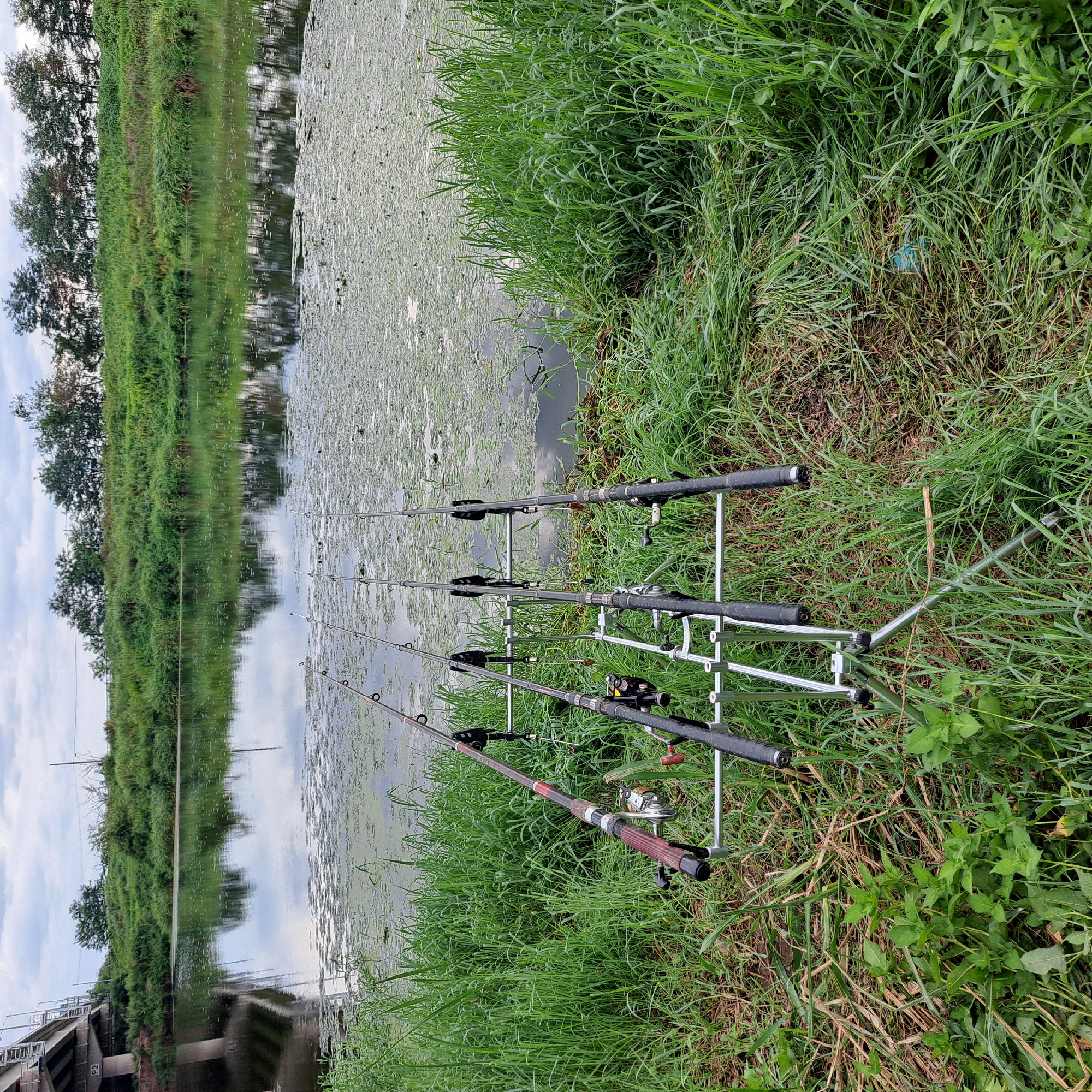 The image shows a row of four fishing rods set up on a stand on the grassy bank of a river. The river water is murky and partially covered with green algae or duckweed. In the background, there is a dense line of trees and vegetation, and beyond that, a bridge and some poles. The sky is overcast. The scene appears to be in a natural setting, possibly a park or a less developed area within the city of Gwangju, South Korea, given the presence of urban infrastructure like the bridge in the background. There are no people visible in the image. The focus is on the fishing equipment and the natural environment.