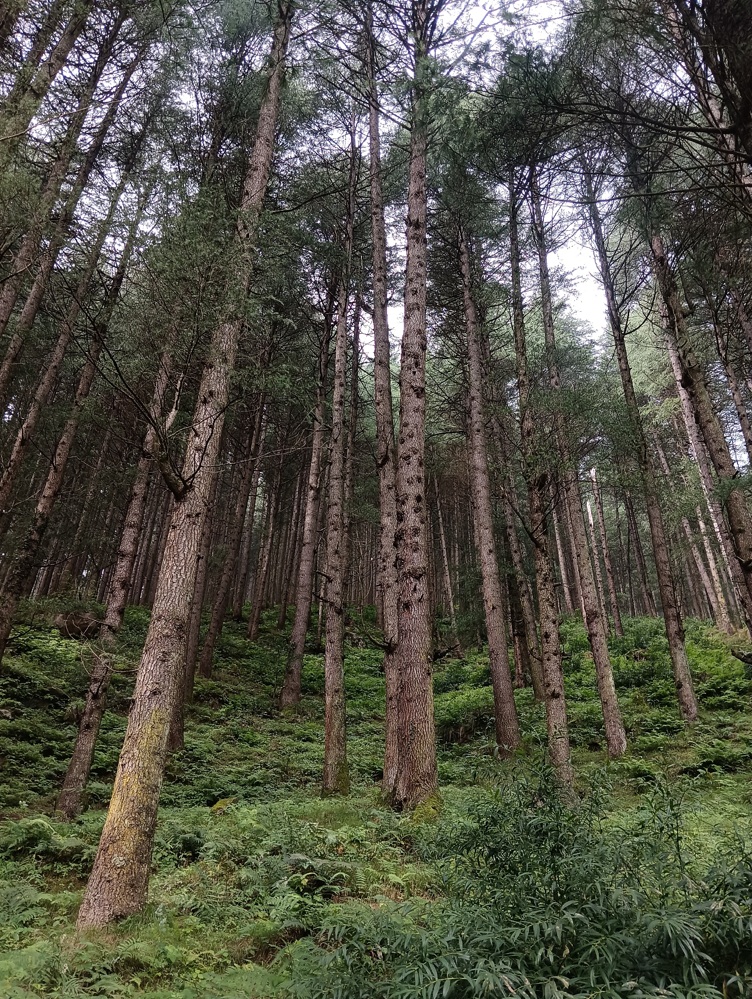 This is a low-angle shot looking up into a dense forest in Chhyal, India. The forest floor is covered in lush green ferns and other low-lying vegetation. Tall, slender trees with textured bark dominate the scene, their branches reaching towards the overcast sky. The light is diffused, creating a somewhat moody atmosphere. No people or animals are visible in the image.