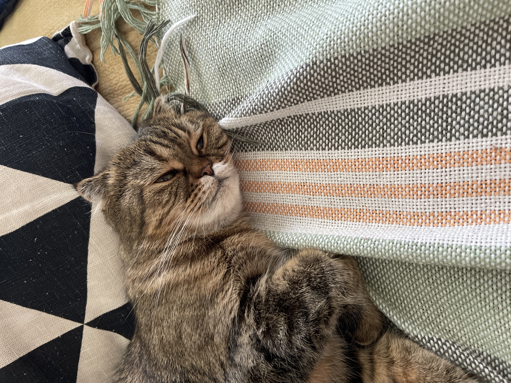 A tabby cat is sleeping on a striped blanket. The cat is lying on its side with its head resting on its paws. The blanket is green and white with orange stripes. The cat's fur is brown and black. In the background, a pillow with a black and white geometric pattern is visible.