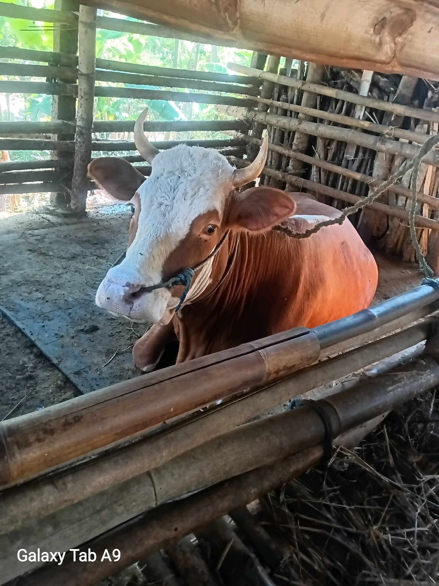 A brown and white cow with short horns is tethered by a blue rope in a rustic, open-air enclosure. The enclosure appears to be constructed from bamboo and wooden poles, with a dirt floor. Sunlight filters through the structure, illuminating the cow and the surrounding environment. The cow is lying down, resting its head on the ground. In the background, there is foliage visible through the gaps in the enclosure. The bottom right corner of the image displays the text "Galaxy Tab A9," indicating the device used for capture. This scene is consistent with a rural setting in Trenggalek, Indonesia, where livestock is commonly kept in such enclosures.