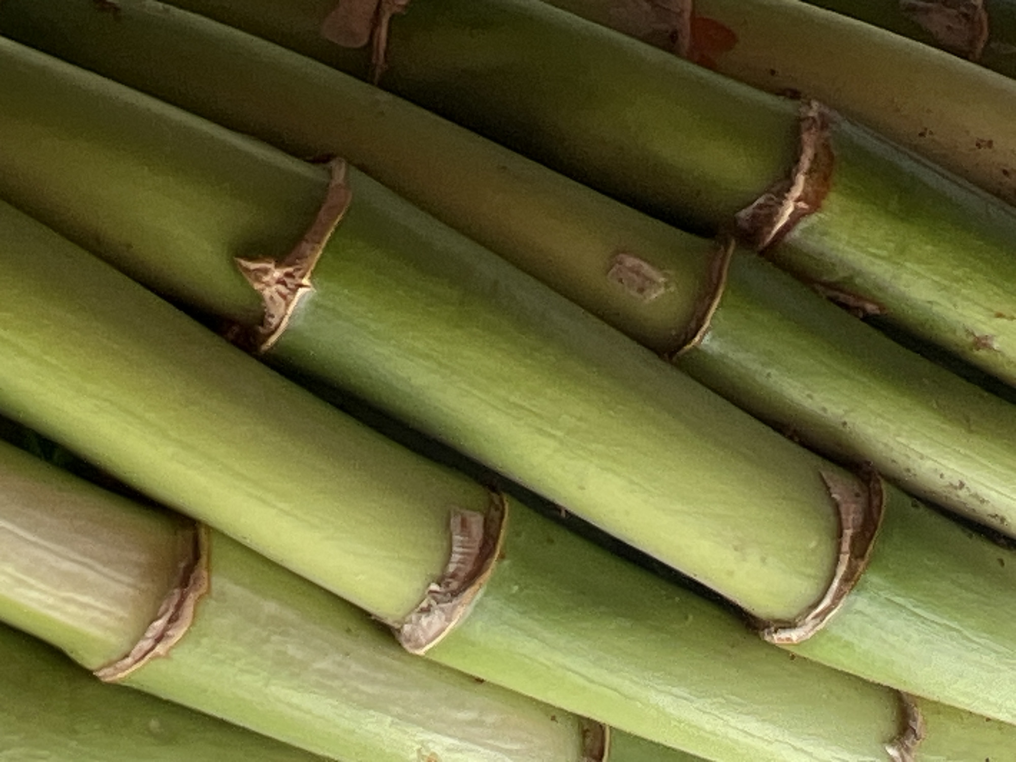 This media file is a close-up, high-angle shot of a bundle of green sugarcane stalks. The stalks are arranged diagonally, with some overlapping others. The texture of the sugarcane is smooth and appears to be slightly waxy. Brown, fibrous nodes are visible at intervals along the stalks, marking where leaves would have once grown. The lighting suggests it is daytime, with a soft, diffused light source, possibly indicating an overcast sky or indoor setting, though the vibrant green of the sugarcane might suggest natural light. There are no people or animals present. The focus is entirely on the sugarcane, highlighting its natural form and texture. The background is a blur of more sugarcane, emphasizing the abundance of the material. The overall impression is one of freshness and natural growth. No text is visible in the image.
