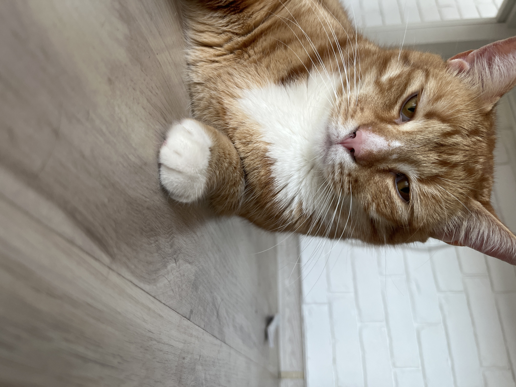 The image is a close-up, low-angle shot of an orange tabby cat lying on a light-colored wooden floor. The cat's head is turned slightly towards the camera, with its right side more visible. Its eyes are partially closed, giving it a sleepy or unimpressed expression. The cat has white fur on its chest and a white paw that is visible in the foreground. The background consists of a white brick-patterned wall and a skirting board. There is no indication of the location in Zabrze, Poland. The scene appears to be indoors, in a domestic setting.