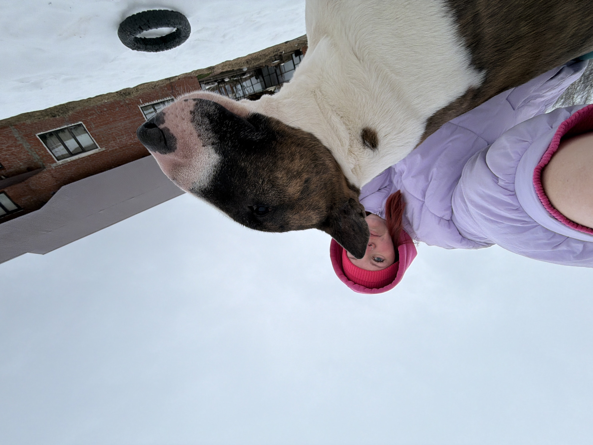 The image is taken in Chaikovsky, Russia, showing a person and a large dog. The dog is predominantly white with dark brown markings on its head and back. The person, wearing a pink knit cap and a light purple puffy jacket with a pink collar, is standing beside the dog, possibly hugging or leaning against it. The background features a brick building with windows and a snow-covered area. A dark circular object, possibly a tire or ring, is visible on the snow. The scene is outdoors, under an overcast sky.