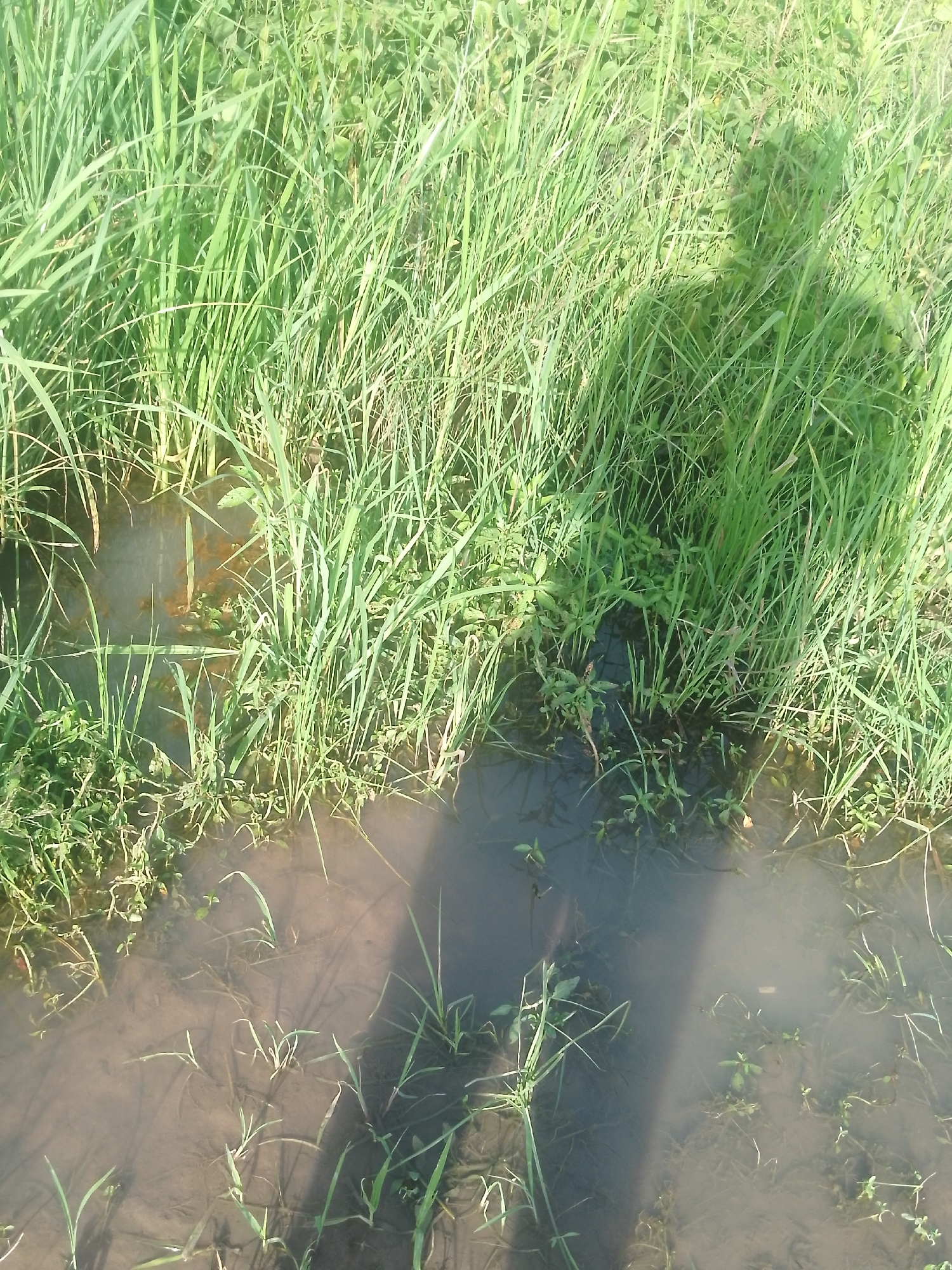 The image shows a close-up of tall green grass growing in shallow, murky water. The grass is lush and appears to be in a natural setting, possibly a field or a wetland area. A shadow of a person is cast across the water and grass, indicating that the photo was taken outdoors during daylight. The lighting suggests it is daytime, possibly late morning or afternoon, with the sun at an angle. The water appears to be muddy with some debris, and there are small plants growing in and around it. The overall scene evokes a sense of nature and perhaps a moment of quiet observation. There is no visible text in the image. The setting is Serti, Nigeria.