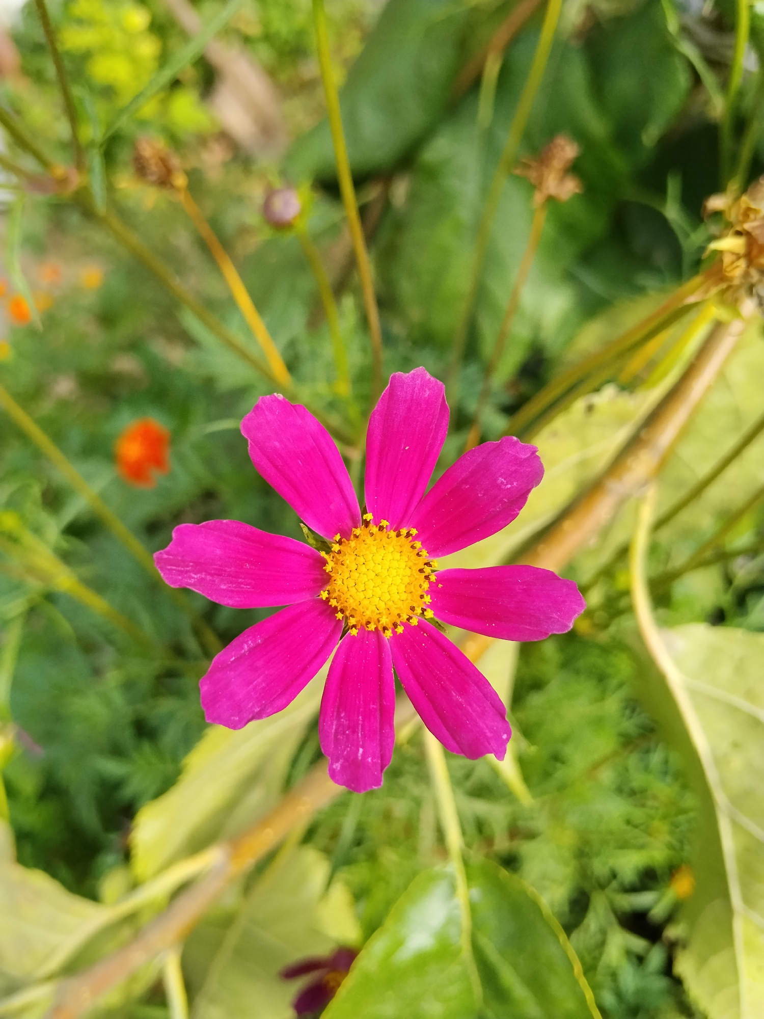 A vibrant pink cosmos flower with a bright yellow center is in sharp focus, positioned centrally in the frame. The flower has six delicate petals, some of which show slight imperfections. The background is a soft blur of green foliage, with hints of other flowers, including a blurry orange bloom to the left and a tiny purple flower at the bottom. A thick, light brown stem runs diagonally through the right side of the image, partially obscuring some of the leaves. The image appears to be a close-up shot taken outdoors, likely in a garden setting. There are no people or animals visible in the image. No specific geographical details related to Kokshetau, Kazakhstan can be inferred from the visual information alone.