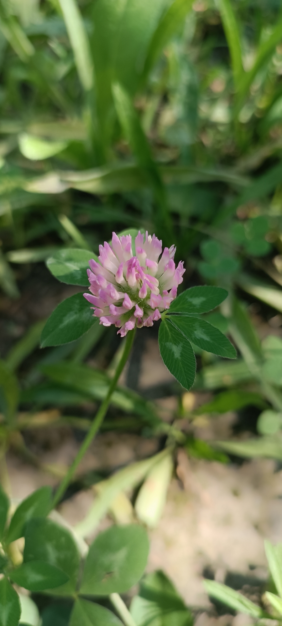 A close-up, eye-level shot features a single pink clover flower with pale green leaves. The flower head is spherical, composed of numerous small, petal-like structures that transition from pale pink at the tips to white closer to the center. The stem supporting the flower is thin and green. Three prominent green clover leaves are visible, one on either side of the flower and another below, with clear vein patterns. The background is softly blurred, showcasing a mix of green foliage and a sandy, muted brown ground. The scene suggests an outdoor, natural setting, likely in a park or garden. There are no people or discernible actions taking place. The lighting appears natural, possibly sunlight, creating gentle shadows and highlights on the foliage. The image captures a moment of natural detail in an urban environment, potentially within Sokolohirsk, Ukraine, where such flora is common.