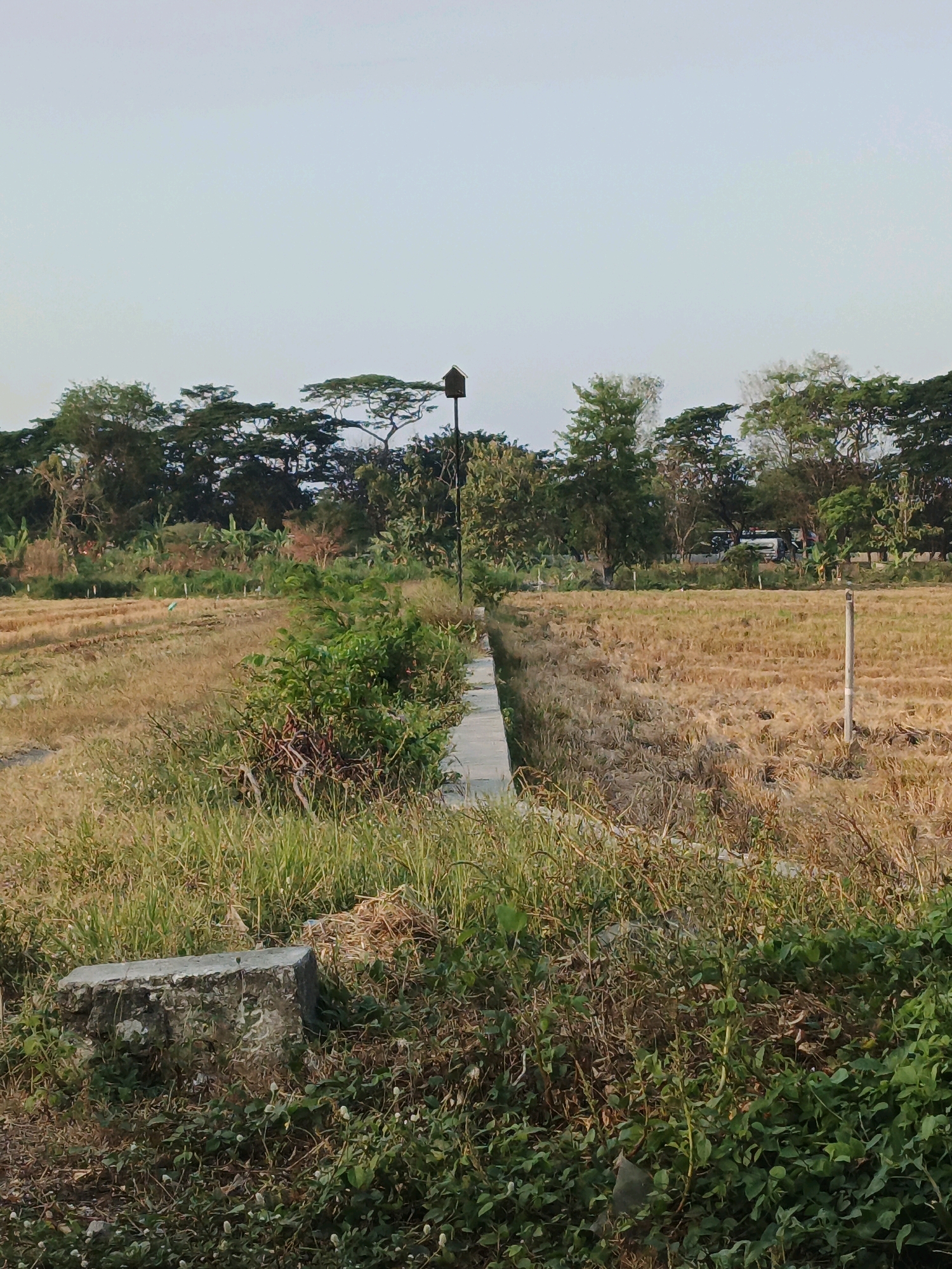 The image depicts an outdoor scene in Ketegan, Indonesia, characterized by a predominantly rural or agricultural landscape. In the foreground, there is overgrown green vegetation and a concrete structure, possibly part of a boundary or foundation. A narrow, concrete pathway or divider runs horizontally through the mid-ground, separating two distinct areas. To the left of this divider, the ground is covered in dry, yellowish grass and stubble, suggesting a harvested field. To the right, a similar dry, grassy field is visible.
In the background, a line of trees forms a dense horizon, with some scattered vegetation and what appear to be agricultural plants like banana trees interspersed. A tall, thin pole stands prominently in the middle of the image, topped with a dark, birdhouse-like structure. Further back, a few vehicles, including what looks like a white van or bus and a motorcycle, are visible on a road or path behind the trees, indicating some human activity or infrastructure nearby. The sky is a pale, hazy blue, consistent with the time of day, likely late afternoon or early morning, given the soft lighting. The overall impression is one of a quiet, semi-rural environment undergoing agricultural cycles.