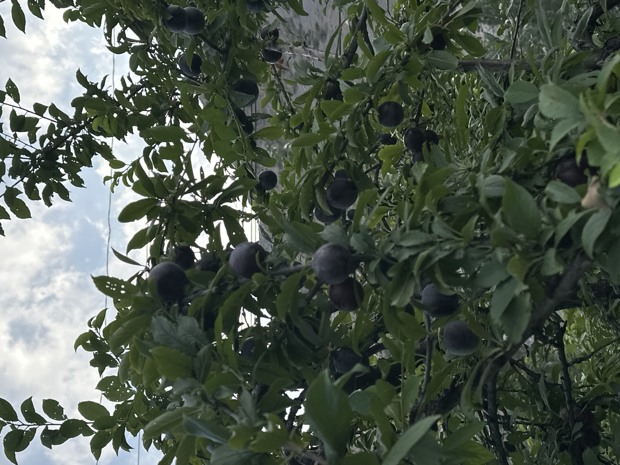 This is a low-angle, close-up shot of a plum tree laden with dark purple plums, set against a cloudy sky and a blurred background that suggests a residential area, possibly in the vicinity of Кызыл-Булак, Kyrgyzstan. The image is dominated by the lush green foliage of the tree and the ripe fruit. The light appears to be diffused, indicating an overcast day or late afternoon lighting. No people are visible in the frame, and the focus is entirely on the natural subject of the fruit-bearing tree.