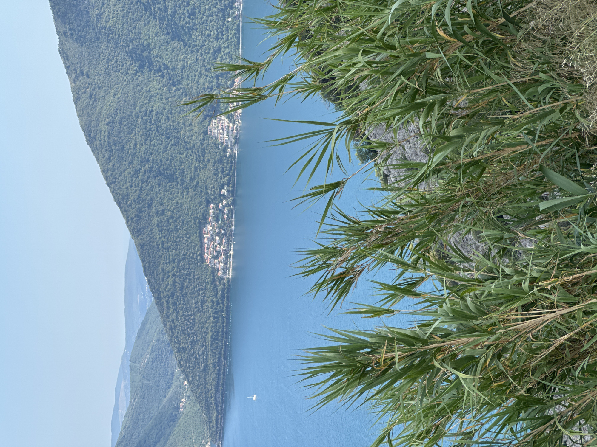 The image depicts a scenic view of the Bay of Kotor in Strp, Montenegro. In the foreground, lush green reeds and tall grasses partially obscure the view, with rough, rocky terrain visible beneath. The middle ground is dominated by the serene, deep blue waters of the bay, on which a solitary white sailboat is visible. In the distance, steep, verdant hillsides covered in dense foliage rise from the water's edge. Nestled along the slopes of these hills are clusters of white buildings with red-tiled roofs, characteristic of Mediterranean architecture. The sky above is a clear, pale blue, suggesting a bright, sunny day. The overall impression is one of natural beauty and tranquility, with human habitation integrated into the stunning landscape.