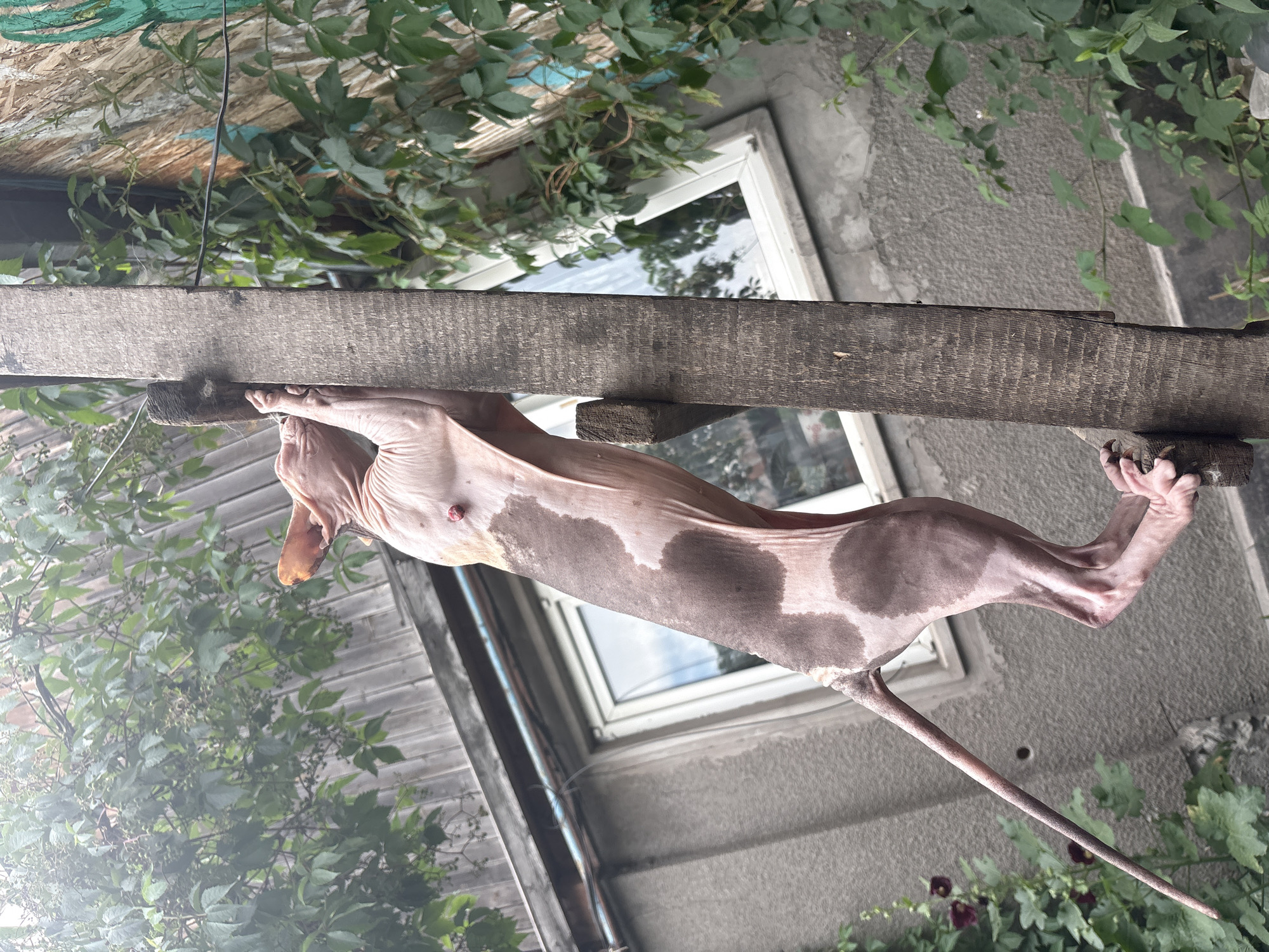 A hairless cat, known as a Sphynx, is climbing a wooden post. The cat is light-skinned with darker patches of fur. It is reaching up with its front paws, clinging to the post. The background shows a building with a window and green foliage. The environment suggests an outdoor urban setting, potentially in Almaty, Kazakhstan, given the architectural style and the type of vegetation. The scene is captured in daylight.