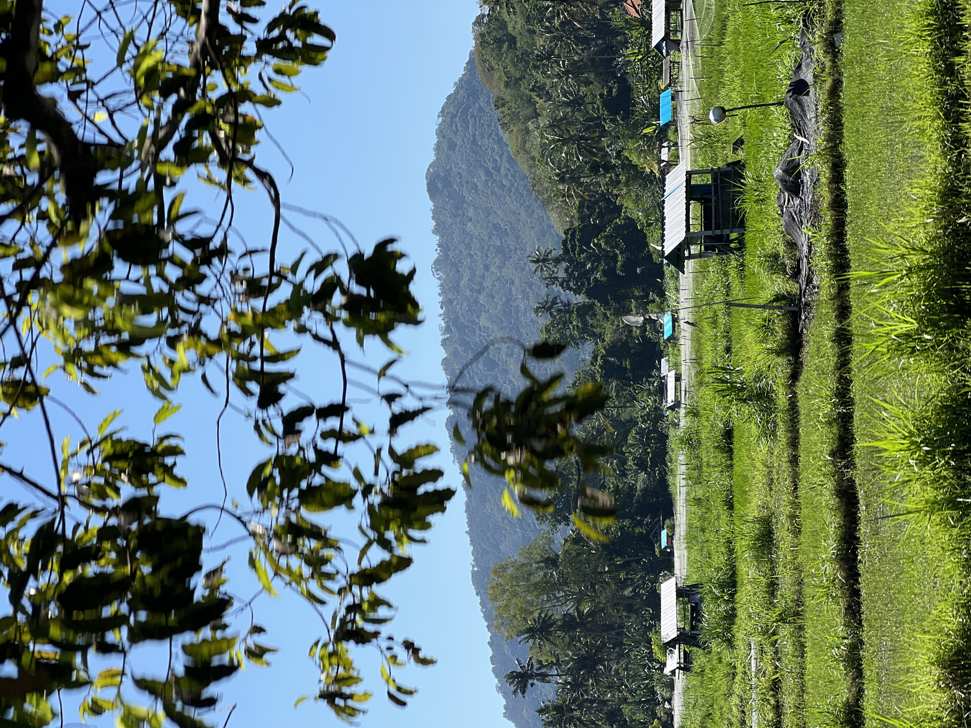 This image depicts a vibrant green rice paddy field in the city of Manggis, Indonesia. The foreground is dominated by the lush, tiered rice paddies, reflecting the bright sunlight. Several small, open-sided shelters with corrugated metal roofs are scattered throughout the field, likely used by farmers for rest or storage. Some of these shelters are adorned with blue tarps. In the midground, a dense forest of palm trees and other tropical vegetation lines the edge of the field, leading up to a majestic, tree-covered mountain that forms the background. The sky above is a clear, brilliant blue, punctuated by the dark silhouettes of tree branches and leaves in the very foreground, suggesting the photo was taken from beneath a canopy. The scene conveys a sense of rural tranquility and the beauty of Indonesian agricultural landscapes.
