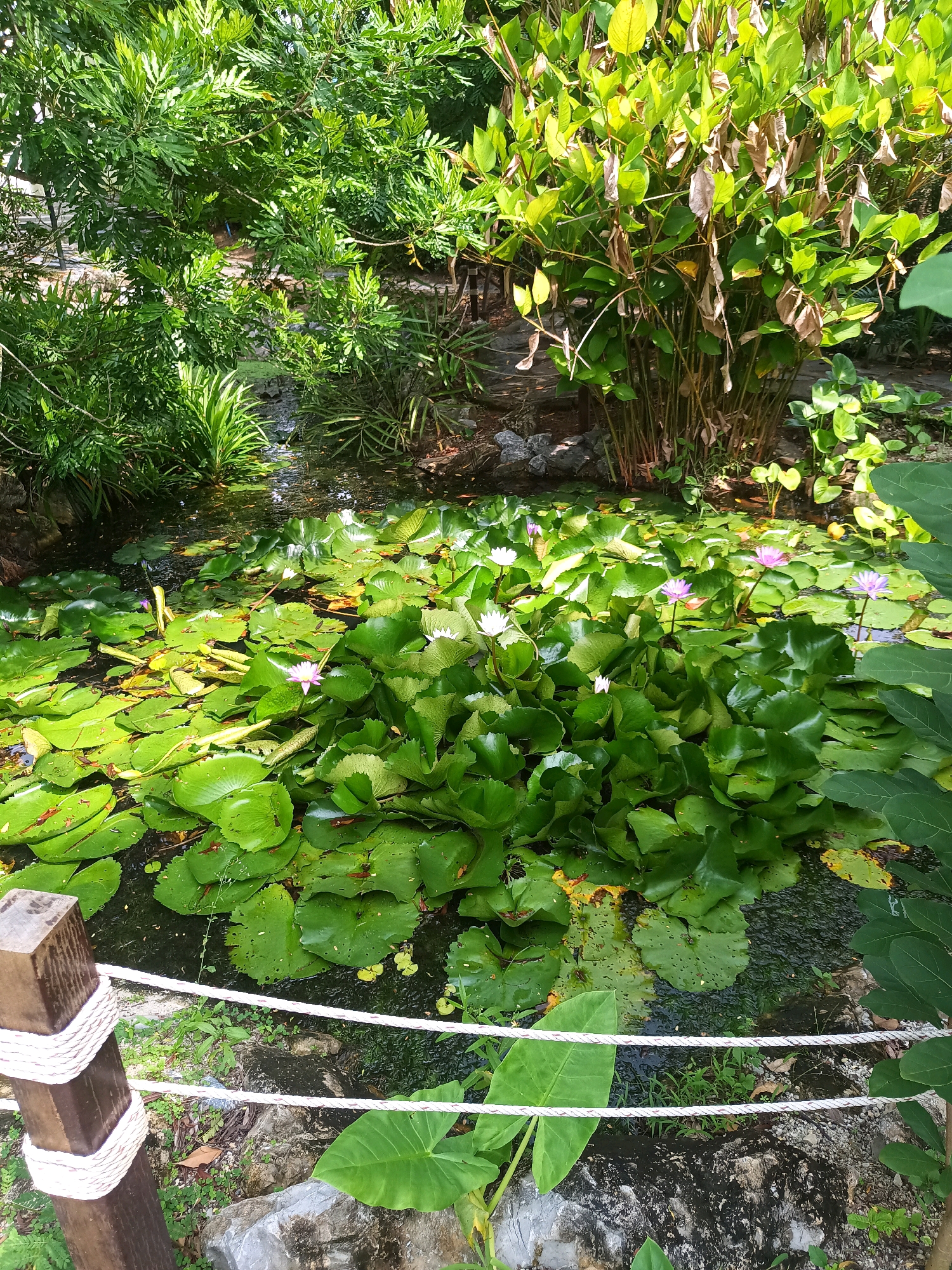 This image depicts a tranquil pond scene in Tambon Pak Nam, Thailand, characterized by lush greenery and aquatic life. The foreground features a rustic wooden post wrapped with white rope, suggesting a boundary or a decorative element of a garden or park. The pond itself is dominated by a dense collection of large, vibrant green lily pads, some showing signs of yellowing or browning. Scattered among the lily pads are several water lily flowers in various stages of bloom, exhibiting delicate white and pink petals.
The surrounding environment is rich with vegetation. To the left, dense, feathery green foliage creates a verdant backdrop, interspersed with spiky, grass-like plants. To the right, a taller cluster of plants with broad, pointed leaves and some dried, brown foliage adds texture and height. The water appears dark and reflects the surrounding greenery, with a subtle current or ripple visible in the upper left section of the pond, indicating a possible small stream or water feature feeding into it. The ground surrounding the pond is a mix of rocks, soil, and small green plants. The overall impression is one of a well-maintained, naturalistic water garden. There are no people or animals visible in the image.