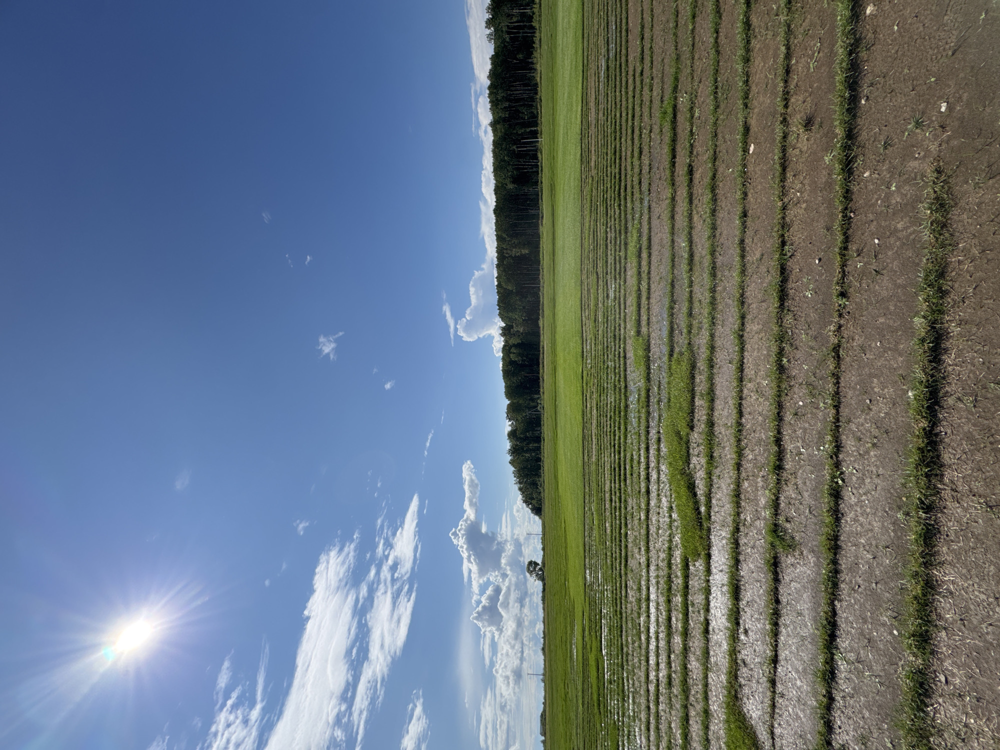 The image depicts a flooded agricultural field with distinct horizontal rows of grass and water, suggesting a cultivated area likely in or around Innolovo, Russia. The sky is bright blue with scattered white clouds and the sun is shining brightly in the upper left corner. A dense line of trees forms a horizon across the middle of the image. In the distance, a solitary tree stands in the field, and power lines are visible. The foreground shows a close-up of the flooded field, highlighting the texture of the soil and the rows of grass. There are no people or animals visible in the scene.