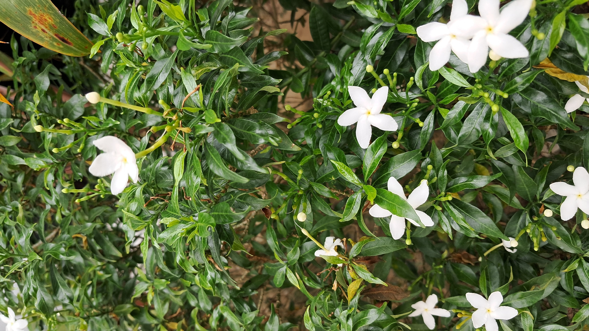 The image presents a close-up, top-down view of a lush green plant adorned with numerous small, star-shaped white flowers. Each flower features five delicate white petals, often revealing a subtle yellow center, and is supported by a slender green stem. Abundant green foliage, characterized by small, elongated, dark green leaves, fills most of the frame, creating a dense and verdant texture. Interspersed among the leaves and open flowers are many small, round green flower buds, indicating active growth and ongoing blooming. In the upper left corner, a broader, partially discolored leaf with brownish spots is visible, contrasting with the vibrant green of the main plant. The lighting suggests a bright daytime setting. The scene depicts the natural beauty of a flowering shrub, likely in a garden or outdoor environment consistent with the tropical climate of Lhokseumawe, Indonesia. There is no visible text or human activity.