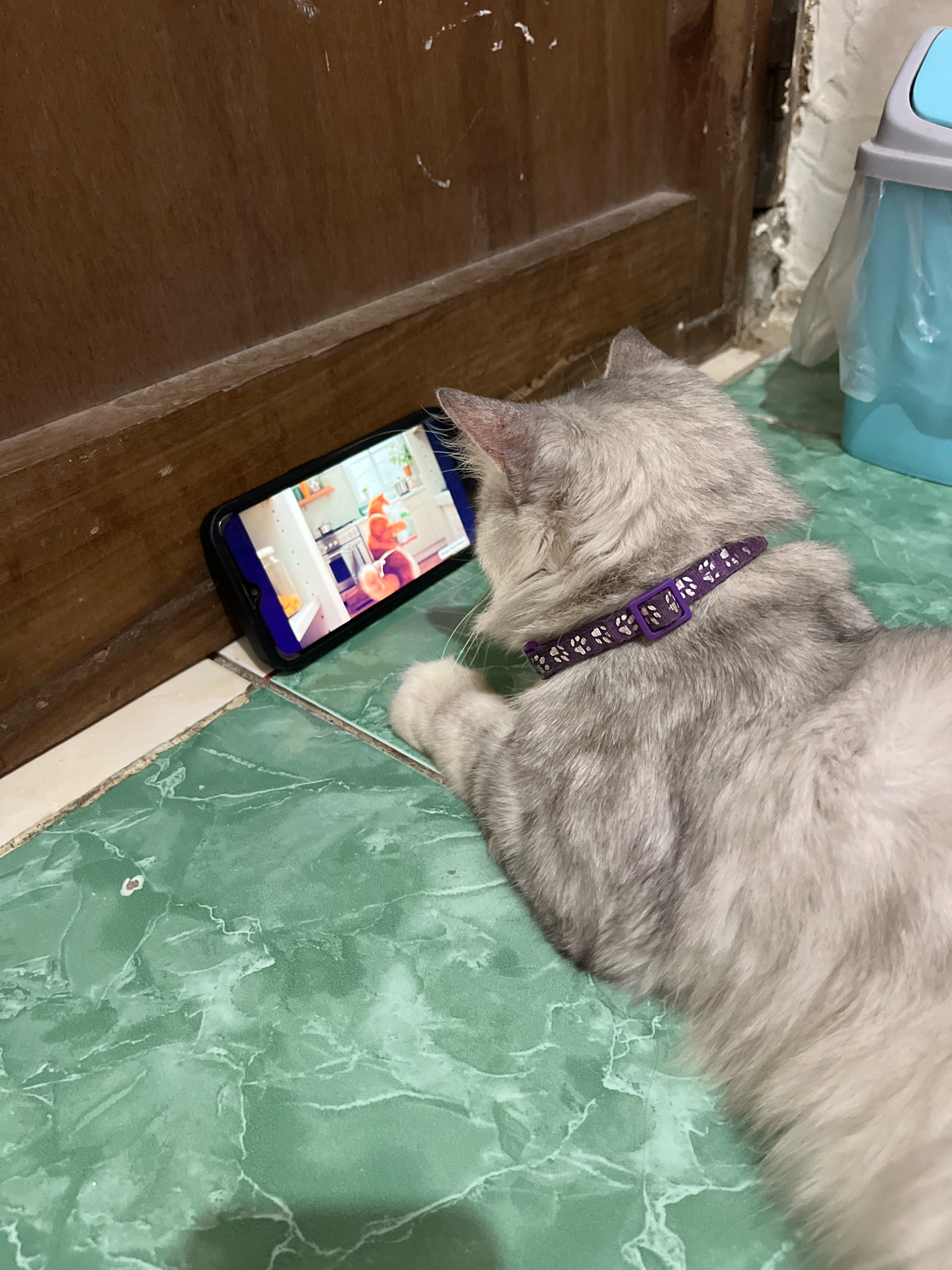 A light gray and white long-haired cat lies on a green tiled floor, facing a smartphone propped up on its side. The cat is wearing a purple collar with white paw prints. The smartphone displays a video of a cartoon character in a kitchen. To the left of the cat and phone is a wooden door frame. To the right, a light blue and gray trash can is visible. The scene appears to be indoors, possibly in a home in Jatirogo, Indonesia, given the context.