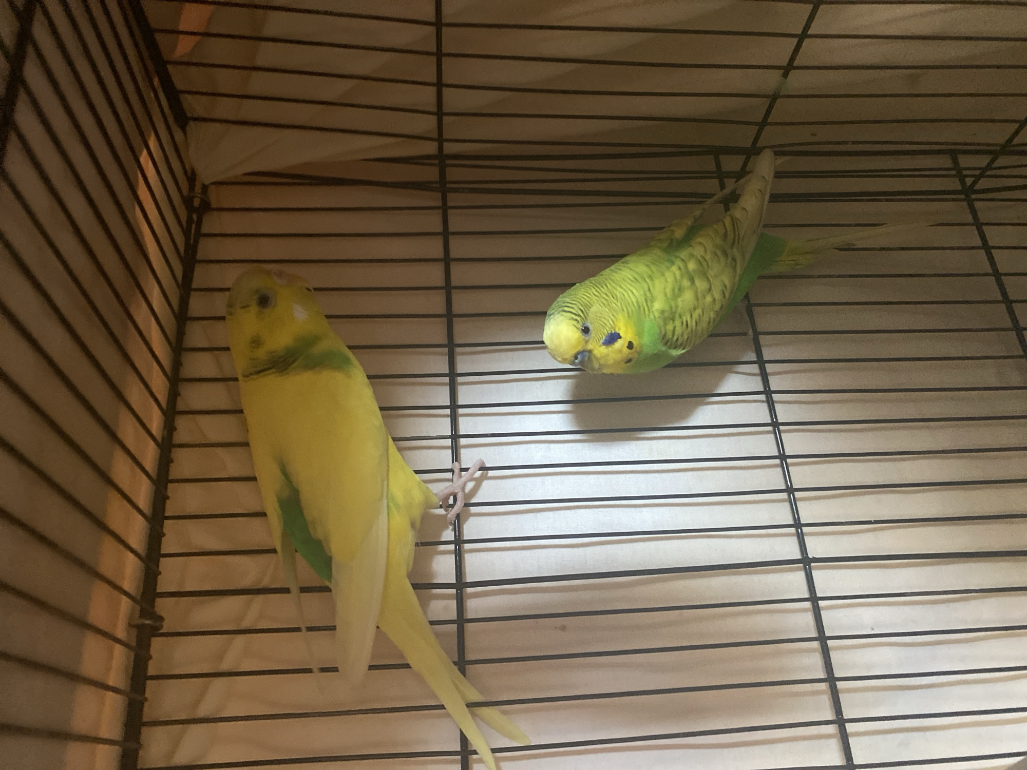 Two budgerigars are in a cage. One budgerigar is yellow with green markings on its wings and is perched on a horizontal bar. The other budgerigar is green with yellow and black markings and is perched below the first one. The cage has black bars and a light-colored background. The image was taken in Blagoevgrad, Bulgaria.