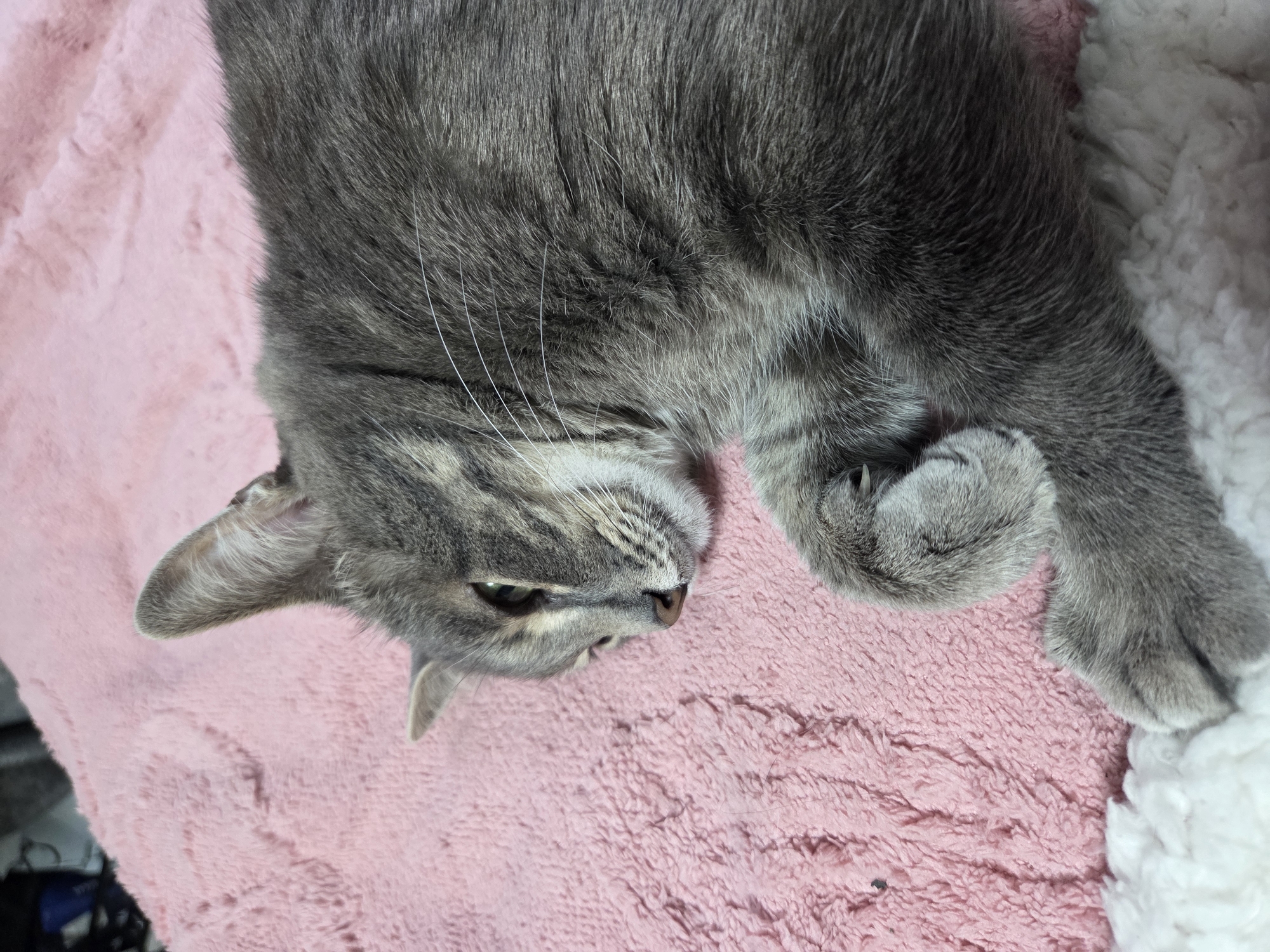 A gray tabby cat is resting on a pink blanket. The cat is lying on its side, with its head near the left edge of the frame. One of its paws is tucked near its face. The background also contains a white fuzzy blanket. The location is unknown.