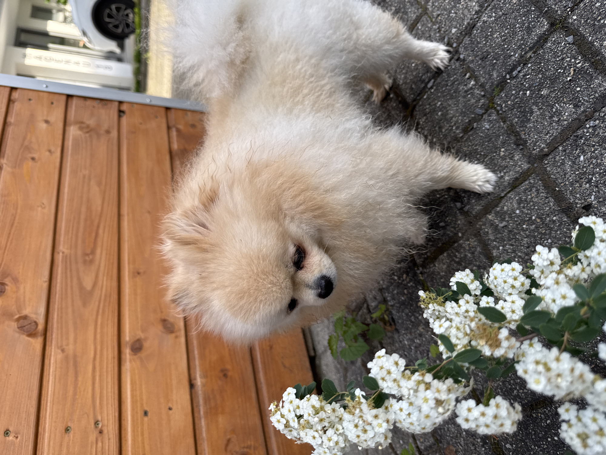 A cream-colored Pomeranian dog stands on gray pavement next to a bush with white flowers. A light-brown wooden structure is to the left. A partial view of a white vehicle is in the background. The location is likely Bietigheim-Bissingen, Germany.