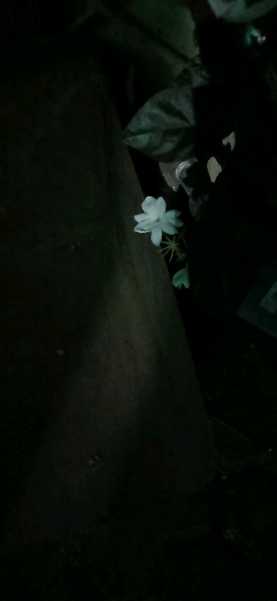 A single white flower, possibly a jasmine, is centered in the right half of the image. The flower has five petals and is attached to a thin stem with visible greenery. The background is dark and indistinct, suggesting an outdoor setting at night or in a poorly lit area. To the left of the flower, a large, dark, vertical object occupies the left half of the frame, appearing to be a rough-textured surface like bark or concrete. The overall lighting is dim, with the flower being the only clearly illuminated subject. The image appears to be a close-up shot. The location in Sutawinangun, Indonesia is not discernible from the visual information in the image.