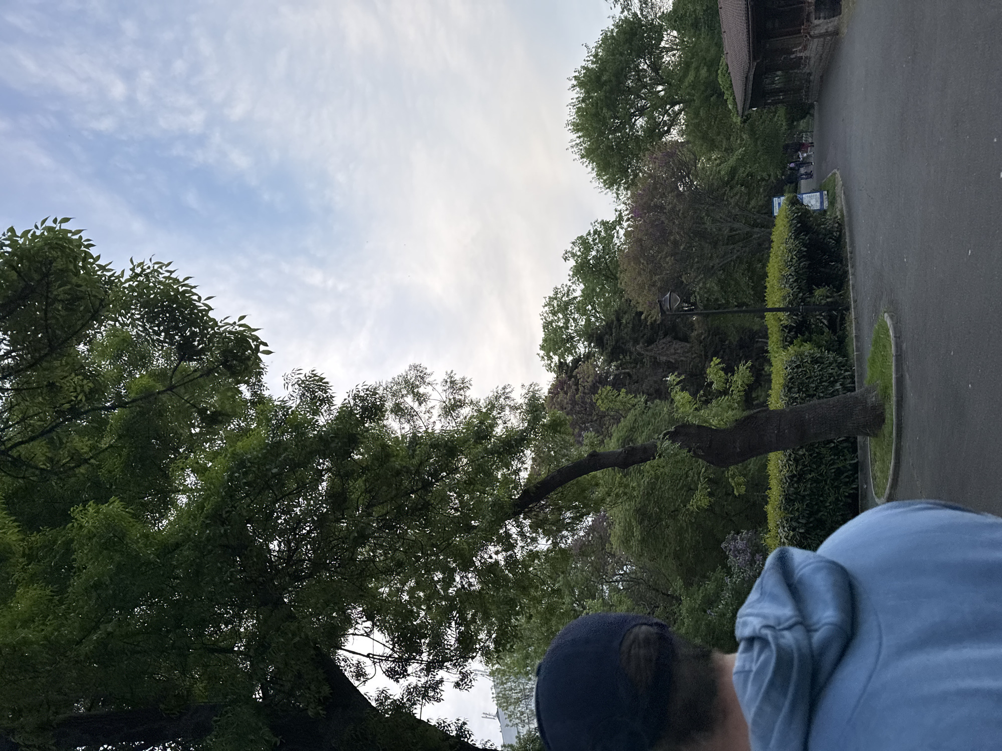 Here's a description of the image:
The image, taken from a low angle, shows a partial view of a person wearing a blue hooded sweatshirt and a dark baseball cap. The person appears to be in a park or green space, with lush trees dominating the view. A large tree with dense foliage stretches across the left side of the frame, reaching towards the center. The sky is visible through the trees, showing a mix of blue and white clouds.
To the right, a paved walkway or road is visible, bordered by trimmed hedges and various trees. A lamppost is seen among the trees. In the distance, there is a building and a group of people can be seen walking. This image was taken near a path in Burgas, Bulgaria.
