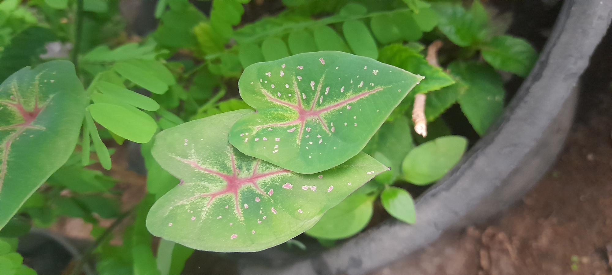 The image depicts a close-up of two Caladium leaves in a pot. The leaves are heart-shaped, green, with pink veins and small pink spots. Other types of green plants are also visible surrounding the Caladium leaves. The pot appears to be made of dark gray plastic. The background shows soil and additional vegetation. The image was taken outdoors, likely in a garden or yard. The location is Buketteukuh, Indonesia, but the setting appears to be a generic backyard. No people, actions, or interactions are visible.