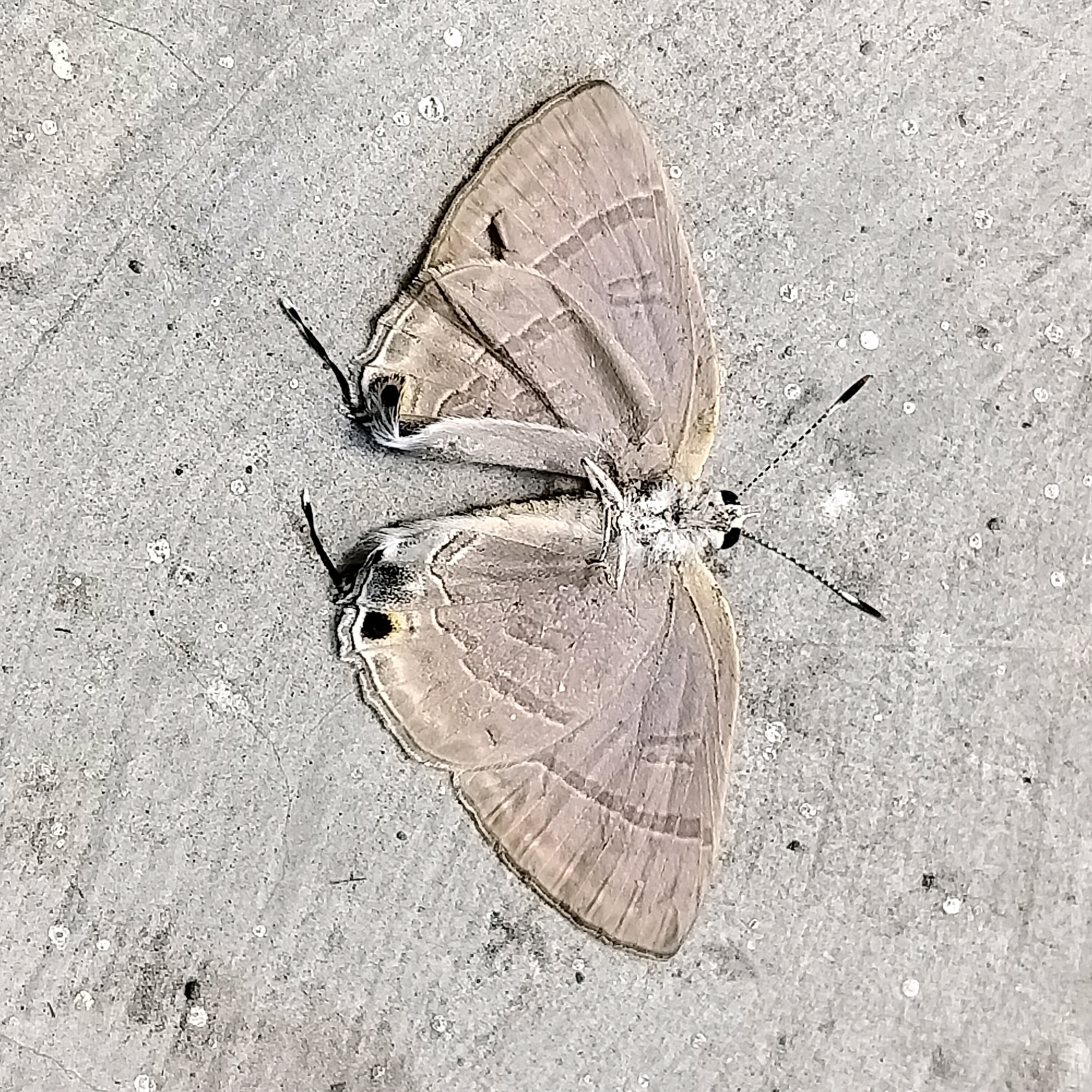 A dead butterfly is positioned on a grey, textured surface that appears to be pavement. The butterfly is light brown with darker markings on its wings, which are spread open. Its antennae are visible, extending outwards. The surface has a slightly granular texture and contains small dark and white speckles. The lighting suggests an outdoor environment, and the overall scene is still and devoid of any activity. The location is Sleman, Indonesia.