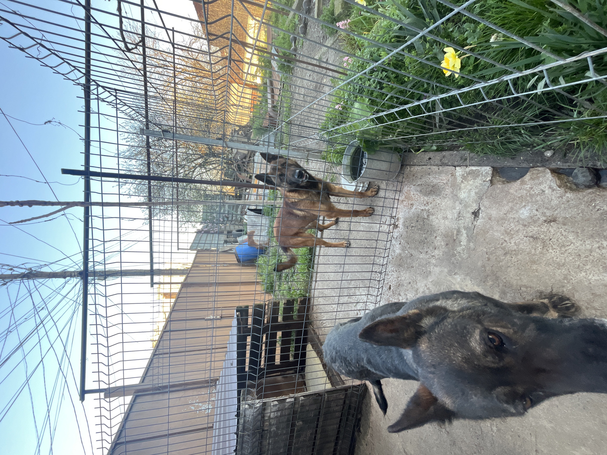 The image shows two dogs inside a fenced enclosure. One is a brown and black Belgian Malinois standing near a metal water bowl, and the other is a darker-colored dog, potentially a German Shepherd mix, with its head close to the camera. The enclosure appears to be in a yard, with a mix of concrete and grassy areas. A yellow flower is visible growing outside the fence. Other buildings are seen in the background, and there are overhead wires present. The location is likely in Burgas, Bulgaria.