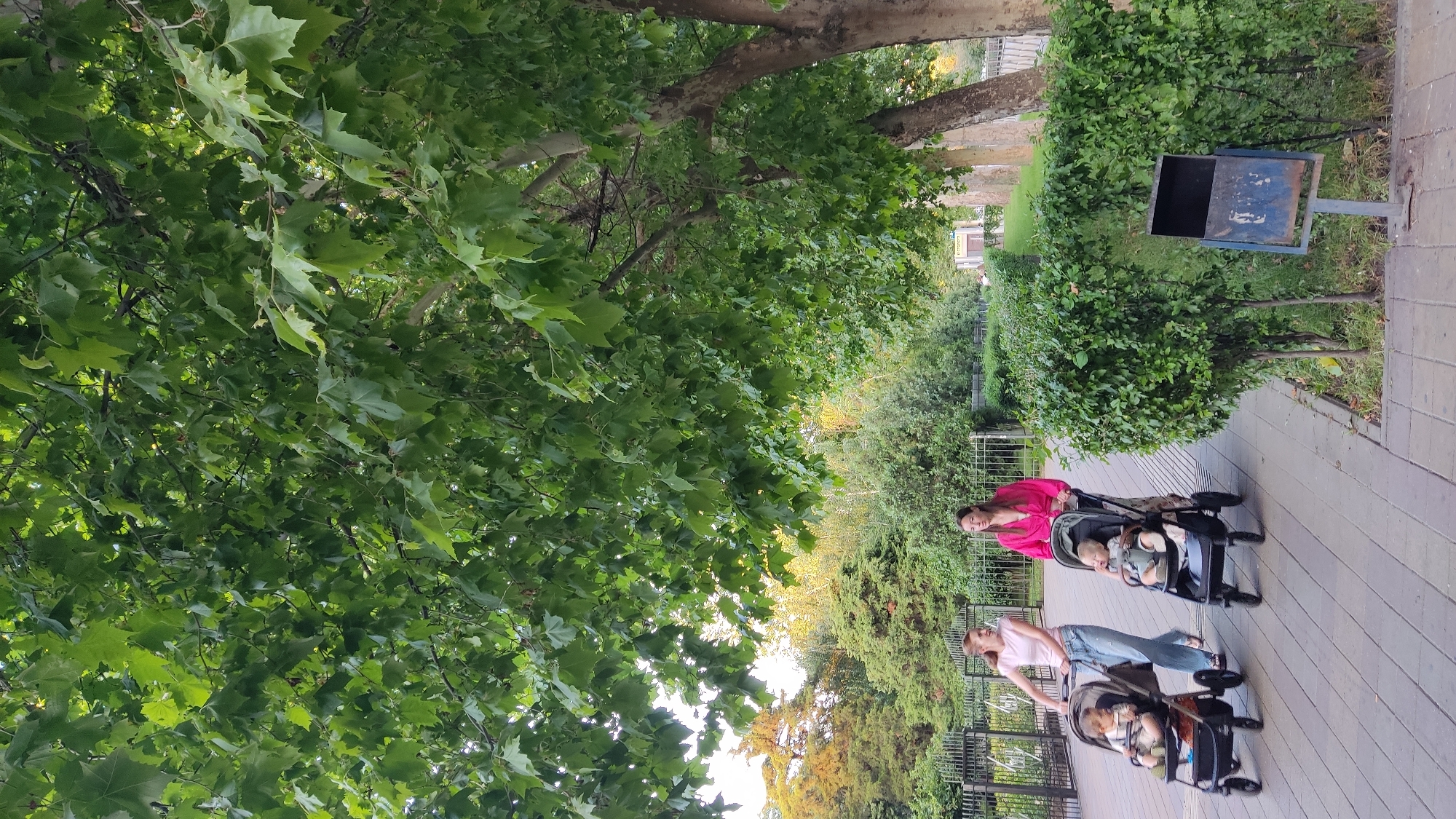 Two women are walking on a paved path under a canopy of green trees in Krasnodar, Russia. The woman on the left, wearing a pink t-shirt and blue jeans, pushes a stroller containing one baby. The woman on the right, wearing a bright pink blouse and a patterned skirt, pushes a stroller with another baby. Both strollers are black with brown accents. The path is lined with manicured green bushes. To the right of the path, a blue trash can on a metal stand is visible. In the background, a black metal fence separates the path from a grassy area with trees. The overall environment appears to be a park or public walkway.
