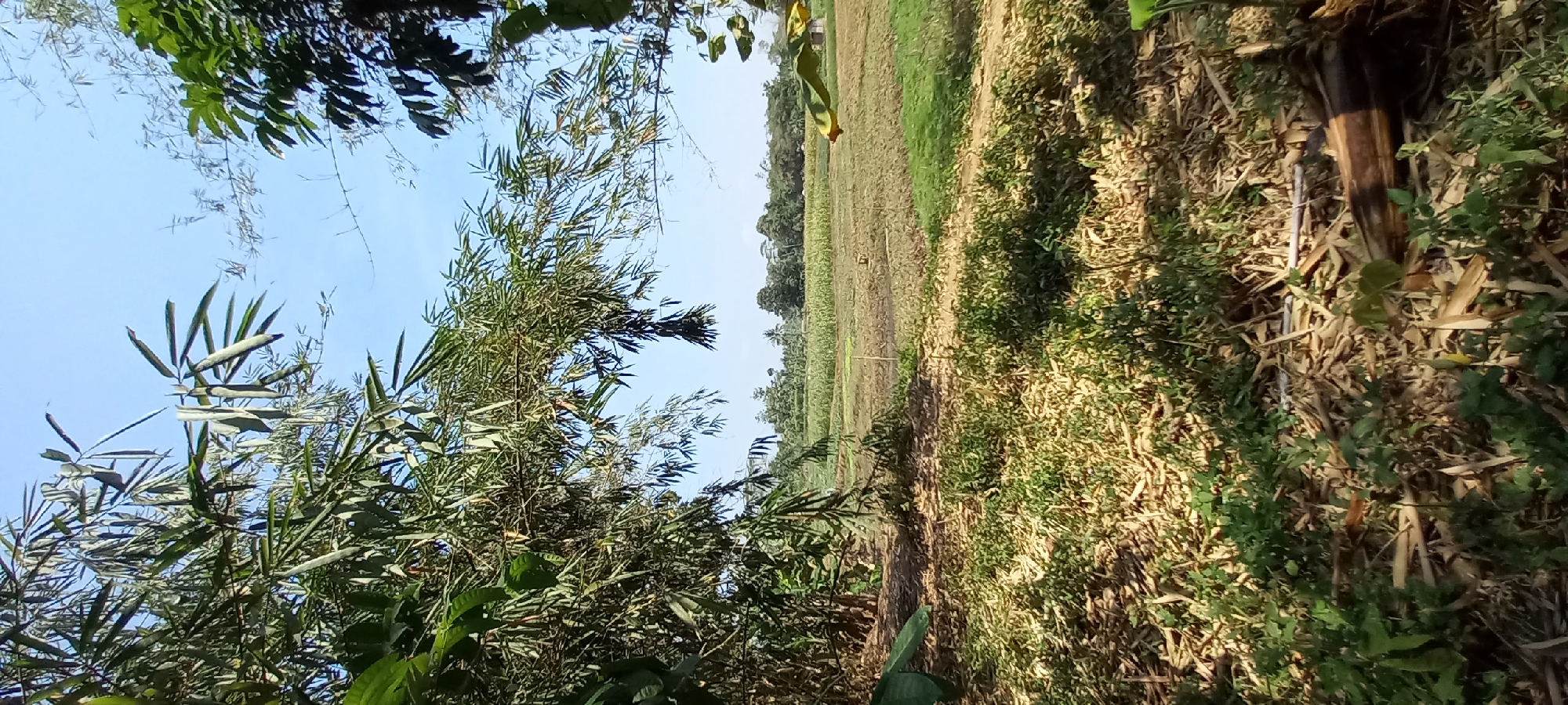 This is a landscape photograph taken in Sidamulya, Indonesia. The foreground is dominated by dried bamboo stalks and green foliage, with some fallen leaves scattered on the ground. In the midground, there are agricultural fields, some appearing to be recently harvested or planted, with patches of green grass and brown earth. The background features a line of trees, including palm trees, under a clear blue sky. The overall scene depicts a rural environment with cultivated land and natural vegetation. There are no people or animals visible in the image.