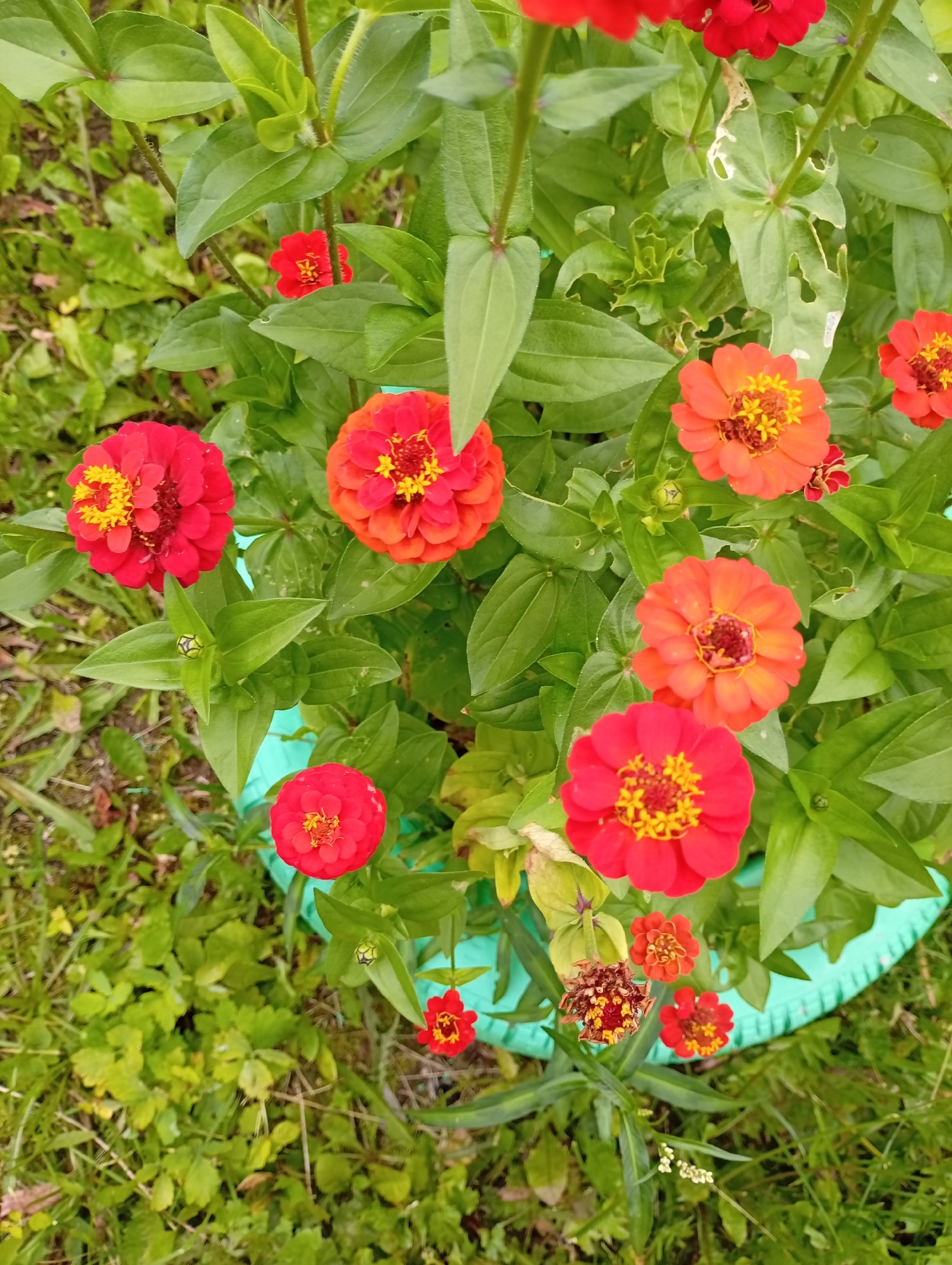 This is a top-down, medium shot image of a cluster of bright red and orange zinnias blooming in a garden setting. The flowers are the primary subject, with many of them in full bloom, showcasing their intricate petal structures and yellow centers. Several green leaves surround the flowers, some of which appear damaged. The flowers are planted in a teal-colored planter. The background consists of green grass and soil, suggesting an outdoor environment. The image does not depict any people or specific urban features of Pavlovsky Posad, Russia, beyond what would be typical of a residential garden. The overall scene is one of natural beauty and vibrant floral growth.