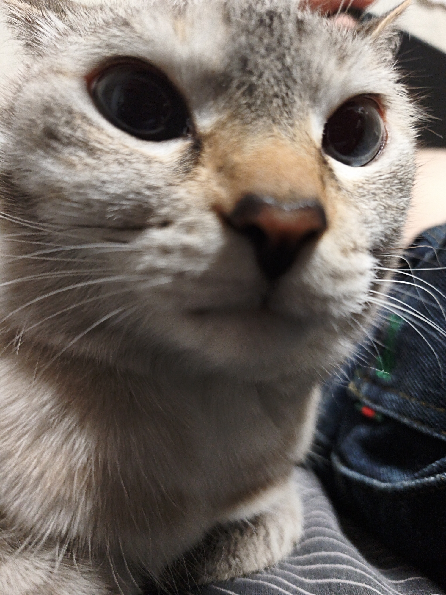 A close-up photo shows the face of a Siamese cat. The cat has light-colored fur with gray and brown markings, a brown nose, and dark eyes. The cat is sitting on or near a person wearing blue jeans with visible stitching and a green and red button detail. A striped gray shirt is also visible. The location is not discernible from the image.