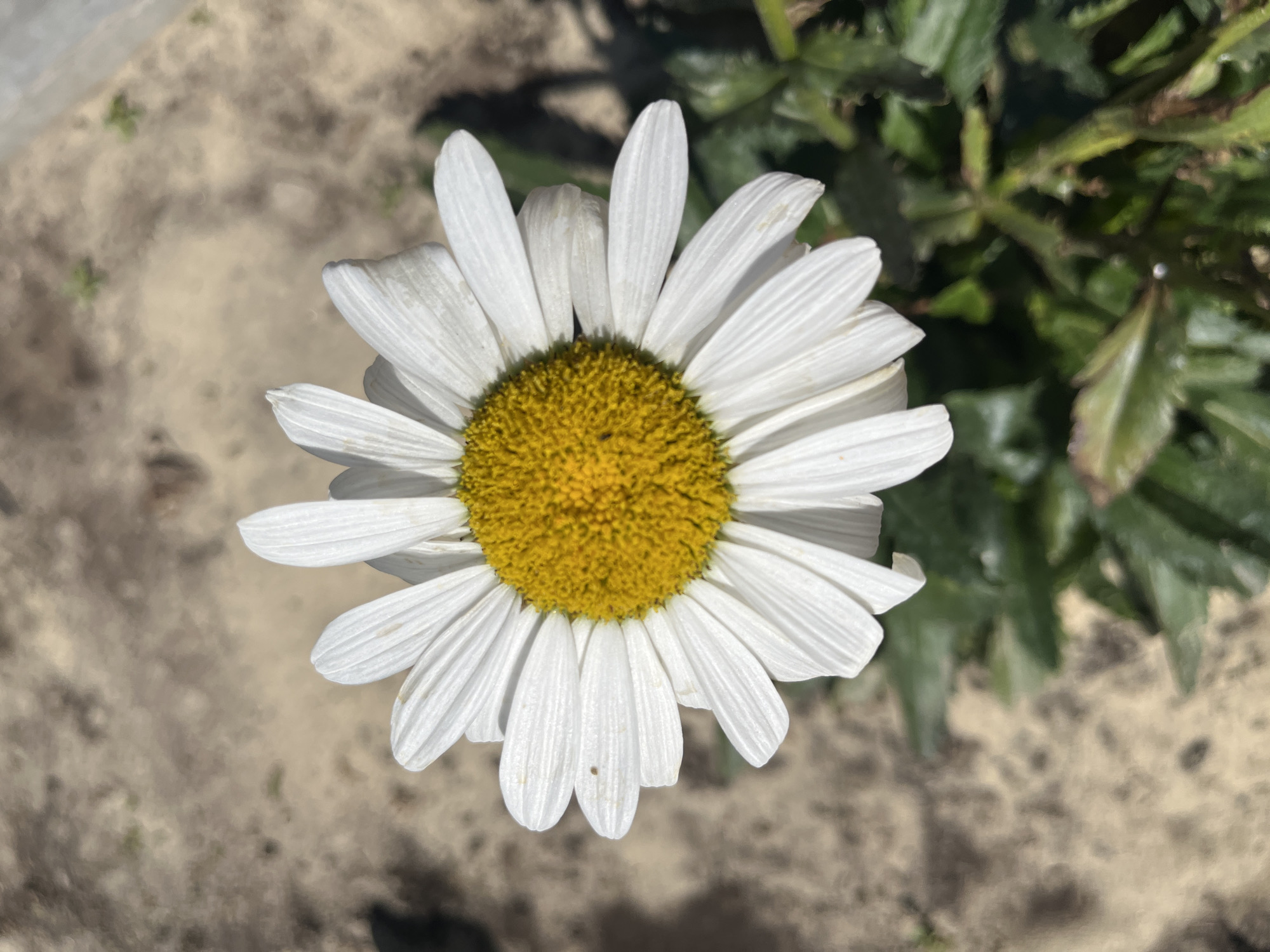 A single daisy flower with white petals and a yellow center is in sharp focus in the center of the frame. The background is a blurry, sandy, and dry ground with some green foliage visible at the bottom right. The lighting suggests a sunny day. There is no indication of the city of Volgograd, Russia, in this image.